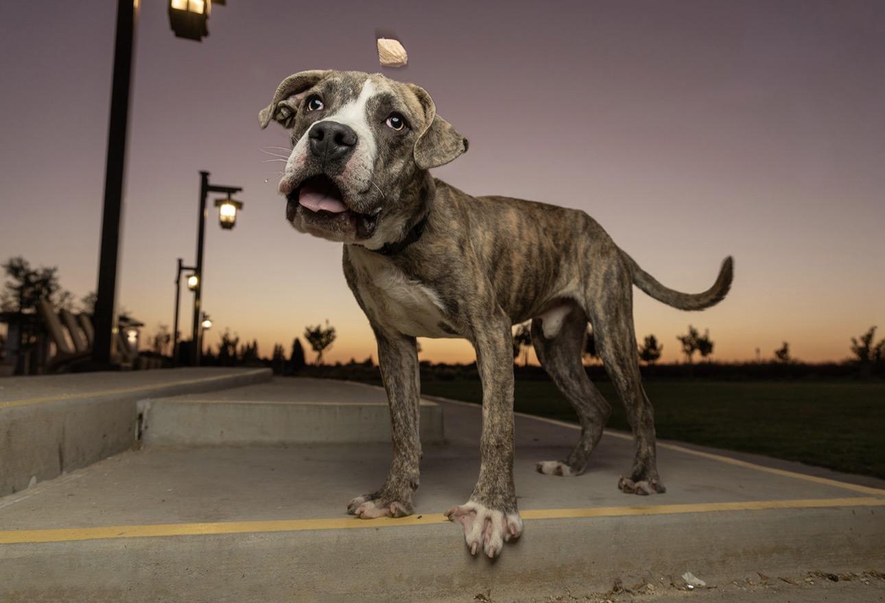 Enlarge Bruno, a Adoptable mixed breed in Madera, CA image 3/5
