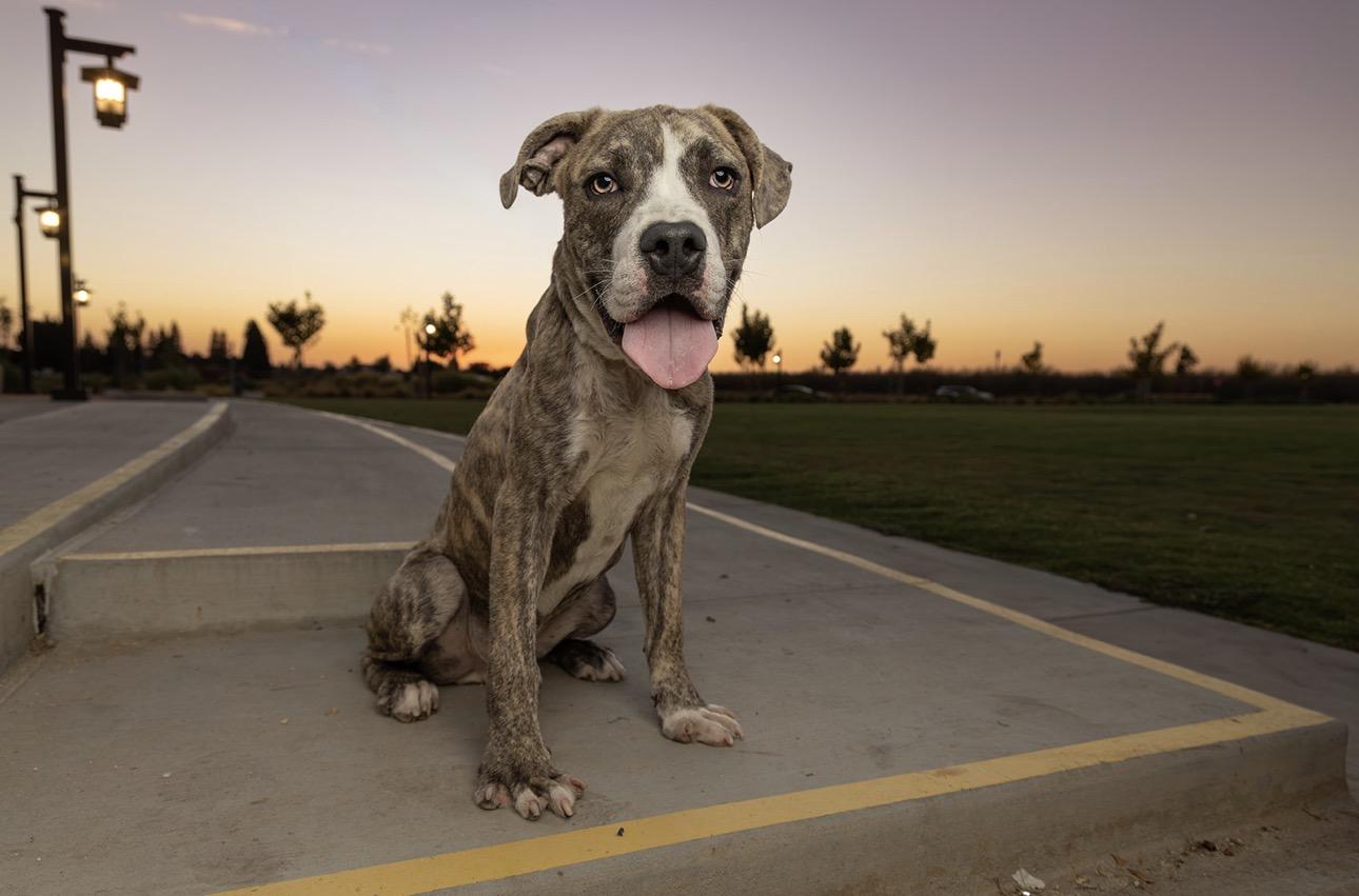 Enlarge Bruno, a Adoptable mixed breed in Madera, CA image 5/5