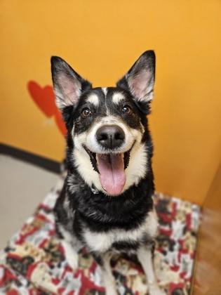 Luna-Lee, ADOPTABLE, Adult Female Mixed Breed.
