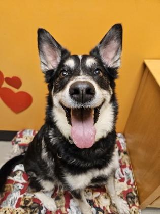 Luna-Lee, a ADOPTABLE Mixed Breed in Bellingham, WA image 2/3