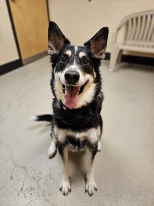 Luna-Lee, a ADOPTABLE Mixed Breed in Bellingham, WA image 3/3