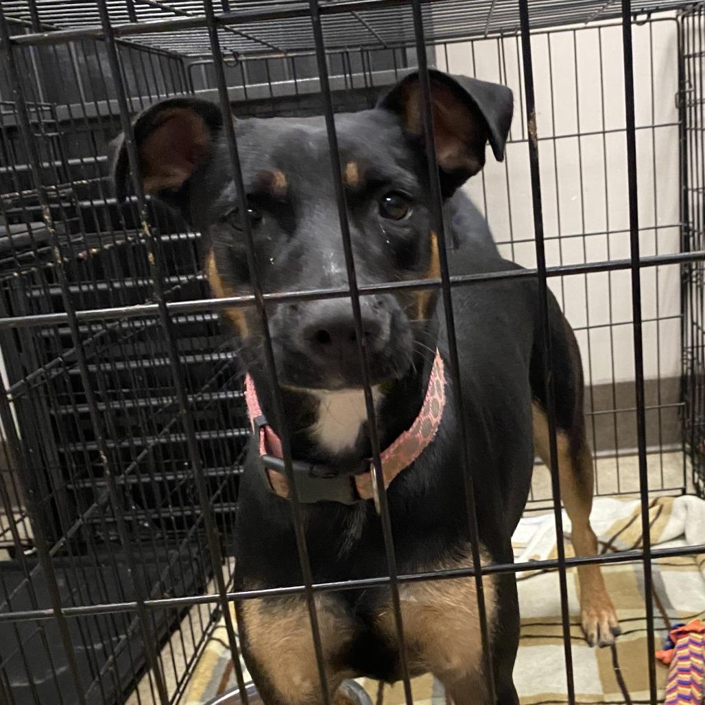 Jojo - 090314T, Adoptable, Adult Female Hound.