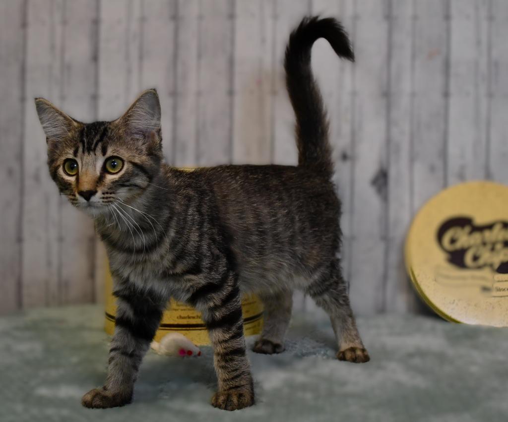 Jay, a Adoptable mixed breed in Roanoke, TX image 2/3