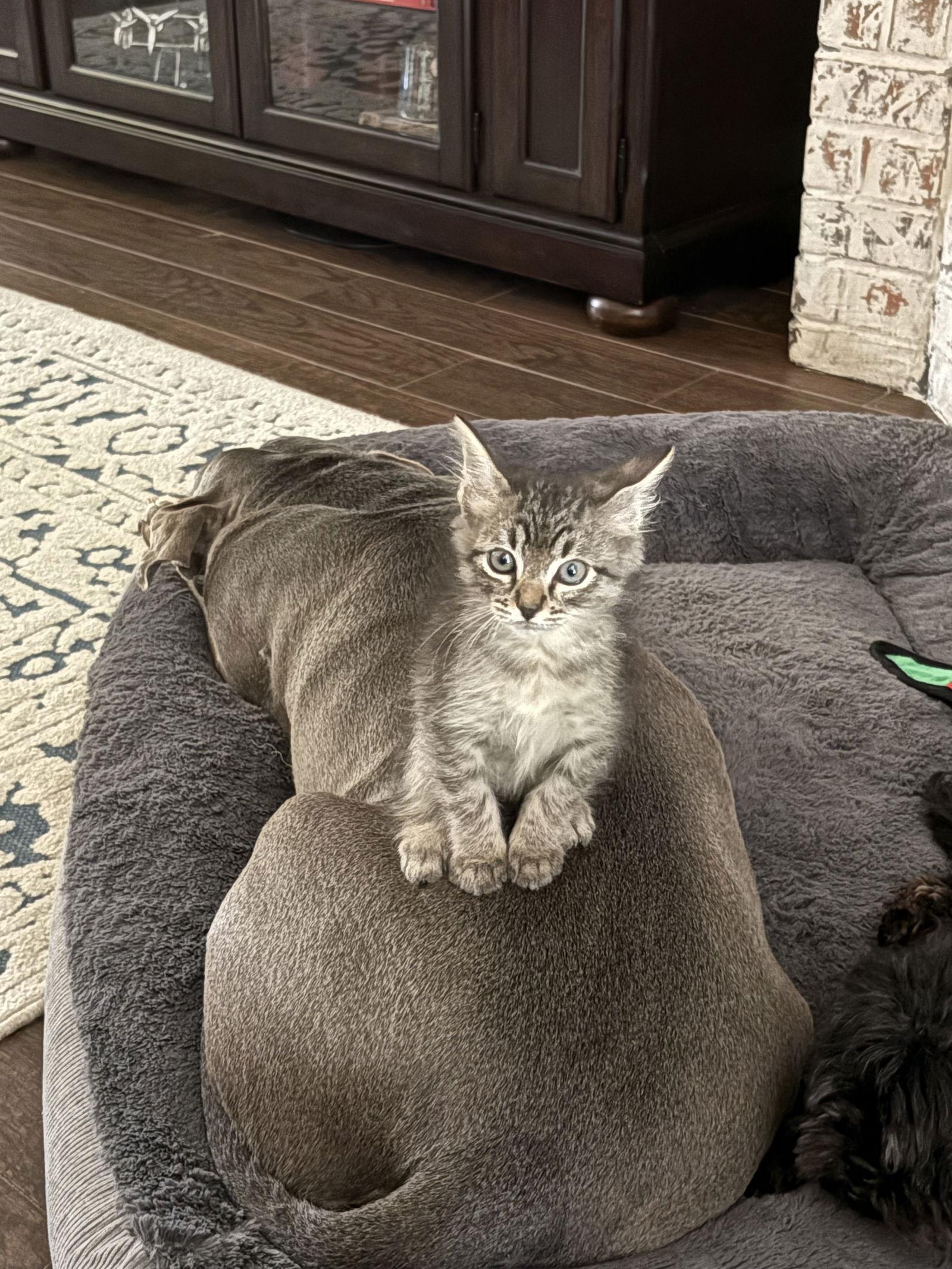 Fury, Adopted, Kitten Male Tabby.