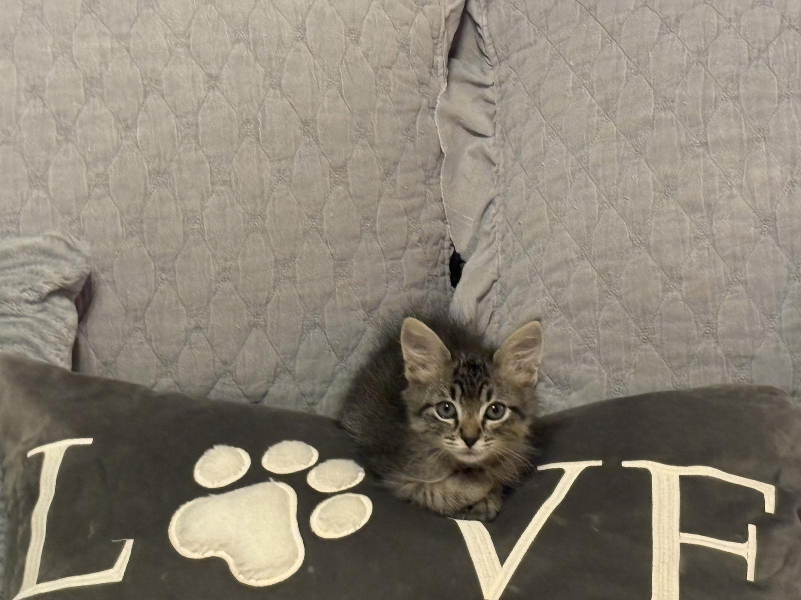 Fury, a Adopted Tabby in Shreveport, LA image 2/3