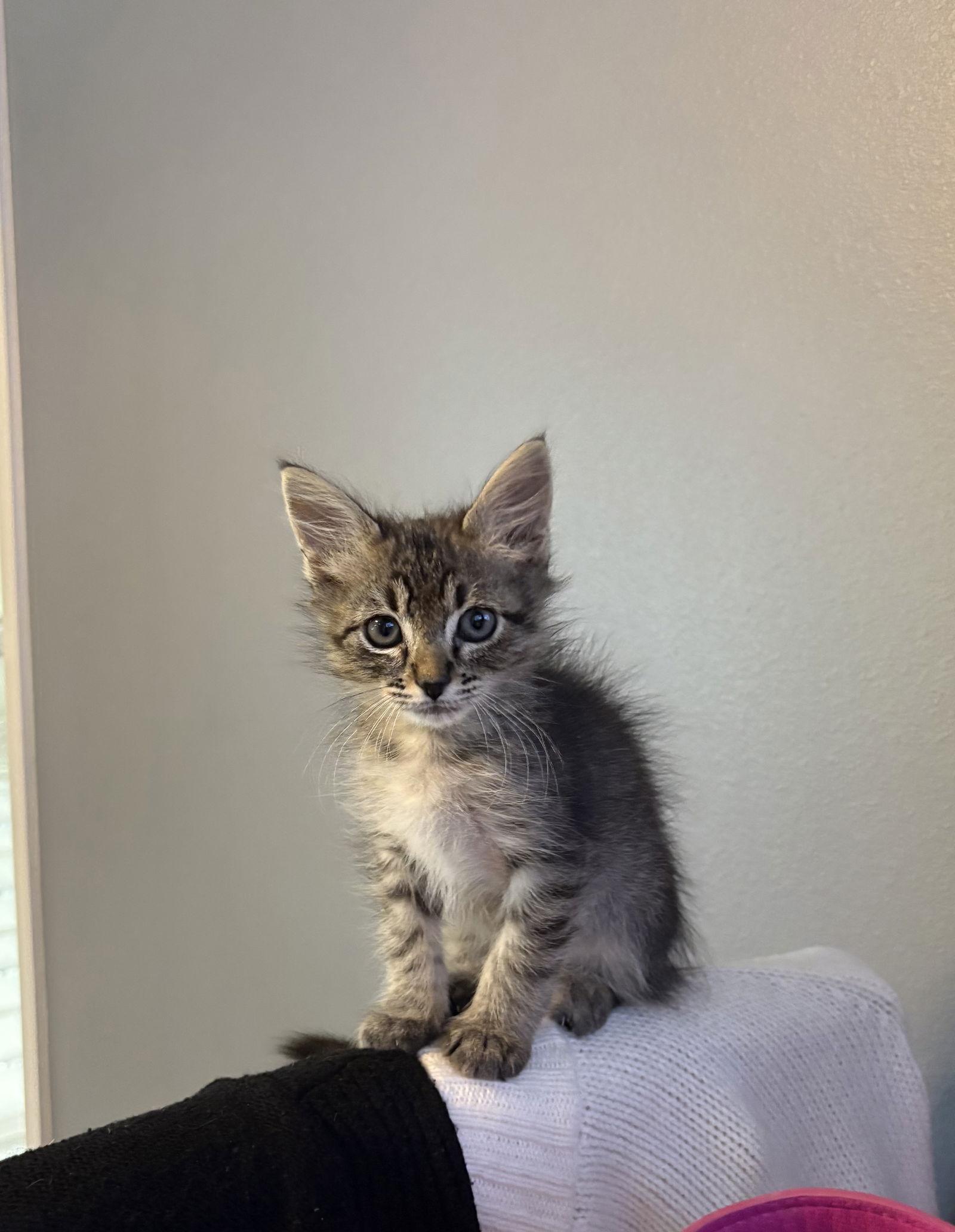 Fury, a Adopted Tabby in Shreveport, LA image 3/3