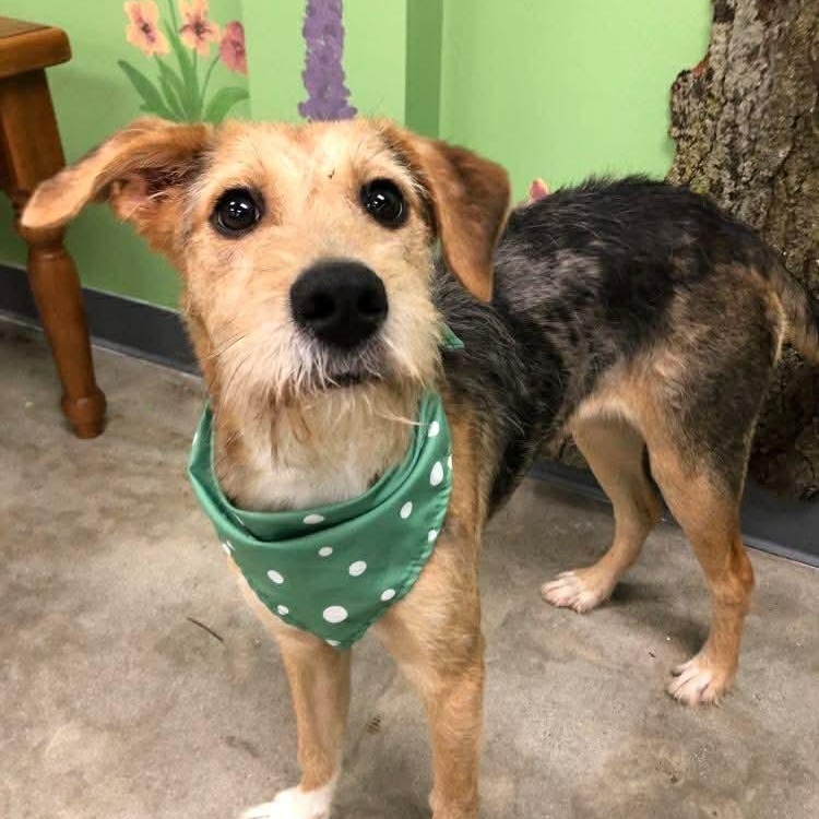 Biscotti, adopted, Young Female Terrier.