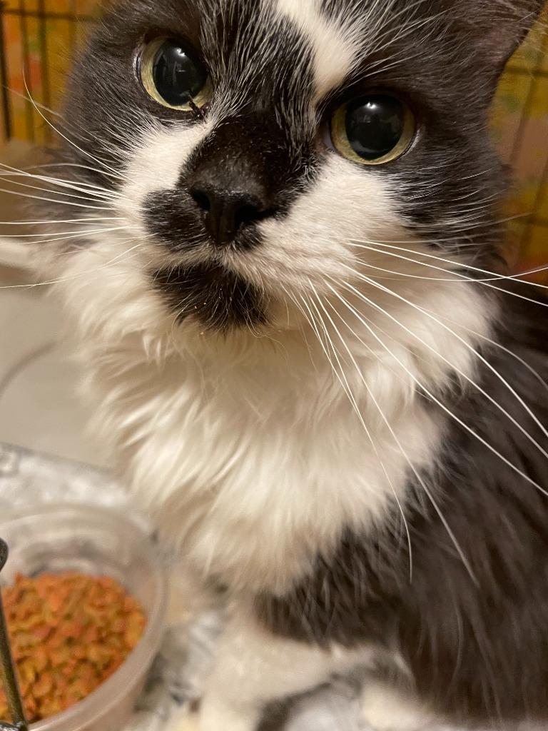 Enlarge Mama Llama NKA Lucy, a Adopted mixed breed in Minot, ND image 1/1