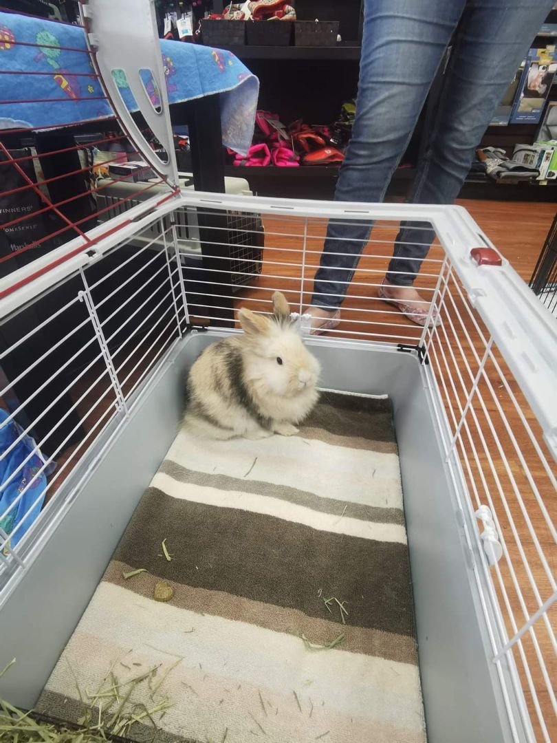 Enlarge Bunbun , a Adopted mixed breed in Kanata, ON image 1/6