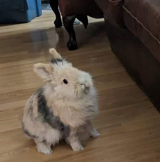 Enlarge Bunbun , a Adopted mixed breed in Kanata, ON image 2/6