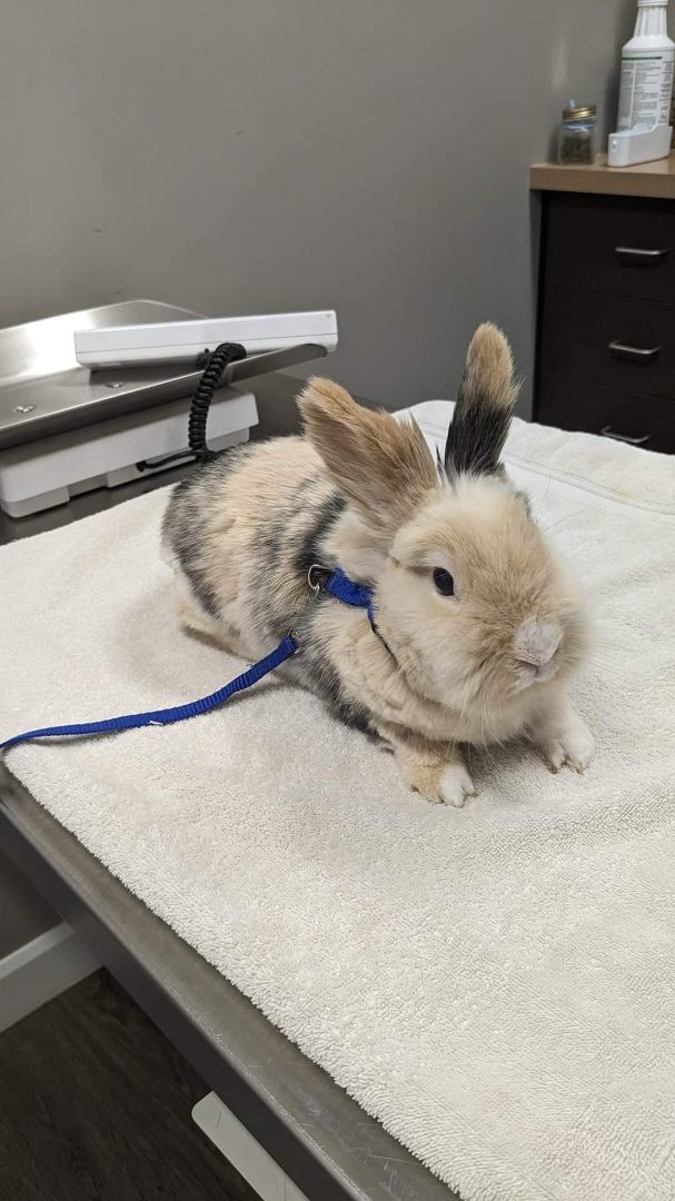 Enlarge Bunbun , a Adopted mixed breed in Kanata, ON image 3/6