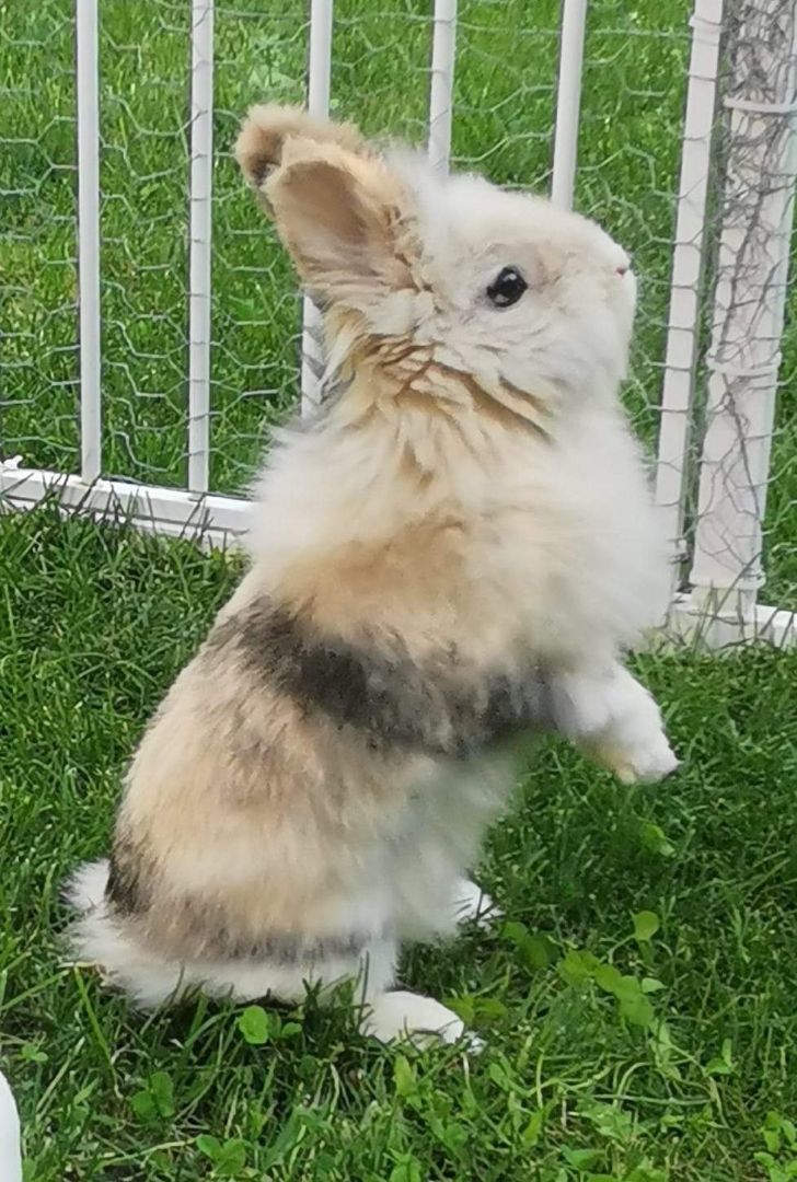 Enlarge Bunbun , a Adopted mixed breed in Kanata, ON image 5/6