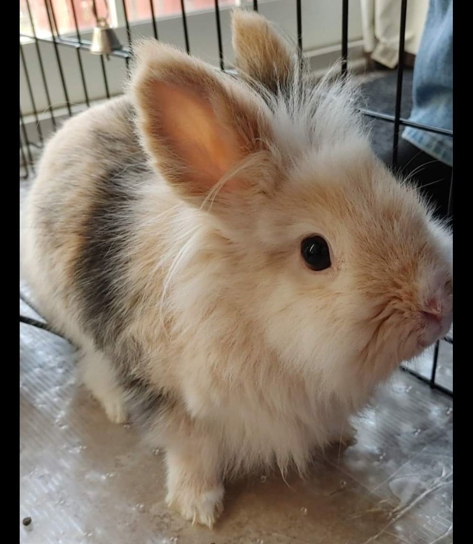 Enlarge Bunbun , a Adopted mixed breed in Kanata, ON image 6/6