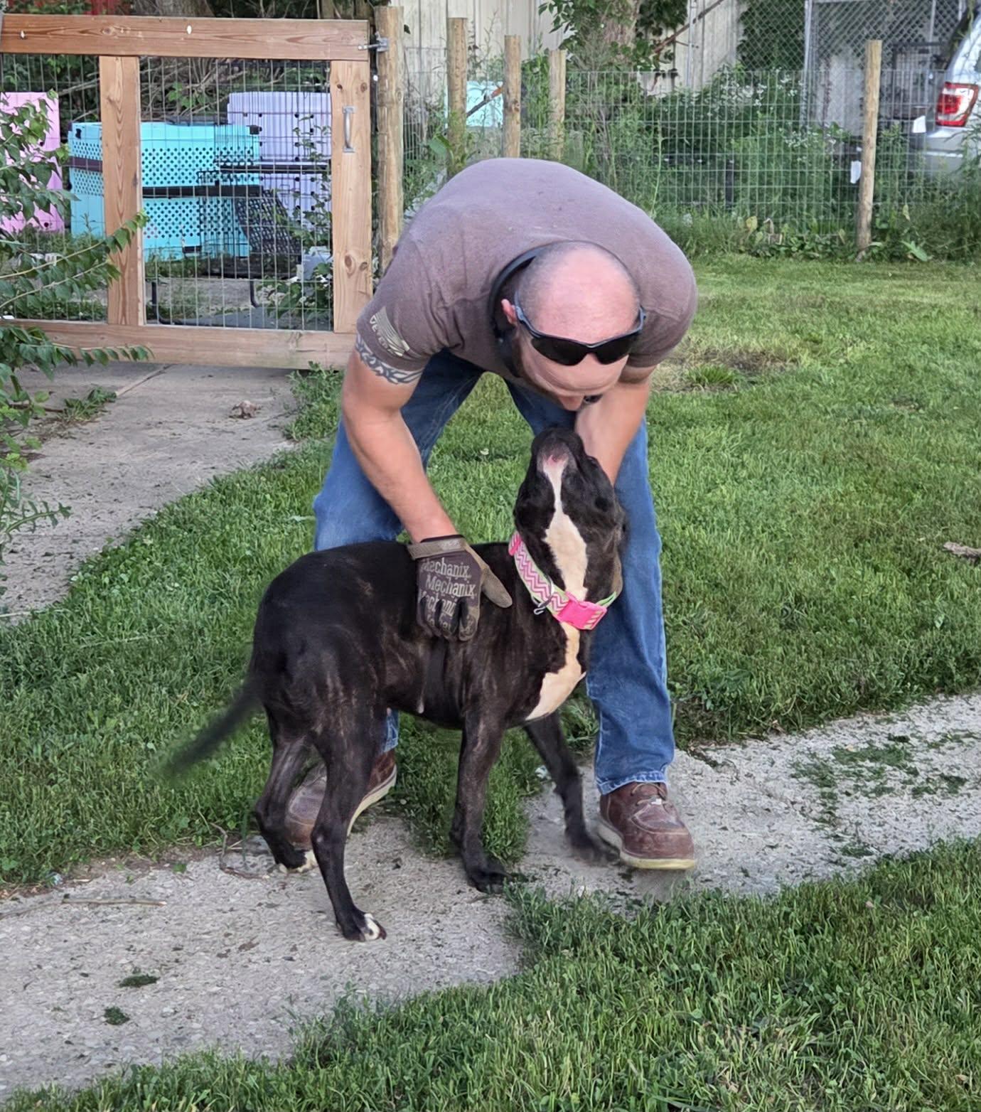 Enlarge Pippy, a Adoptable mixed breed in Athens, TX image 2/6