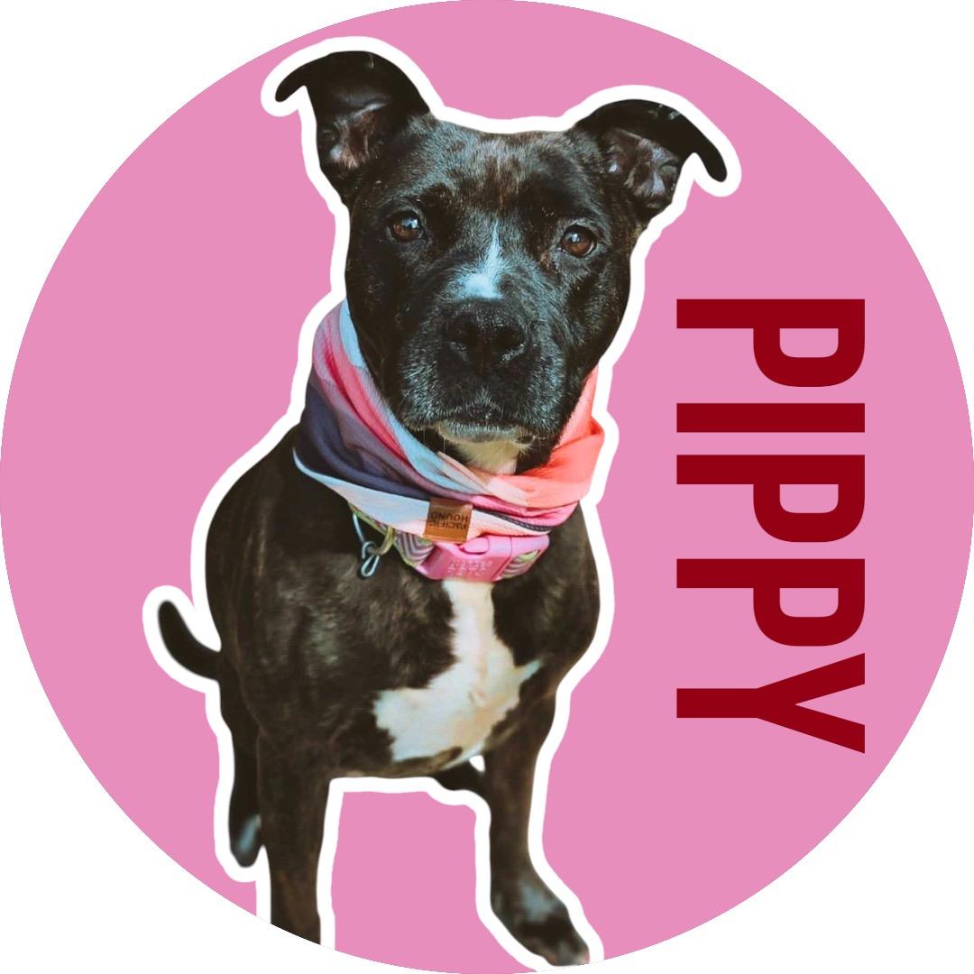 Pippy, Adoptable, Adult Female Pit Bull Terrier.