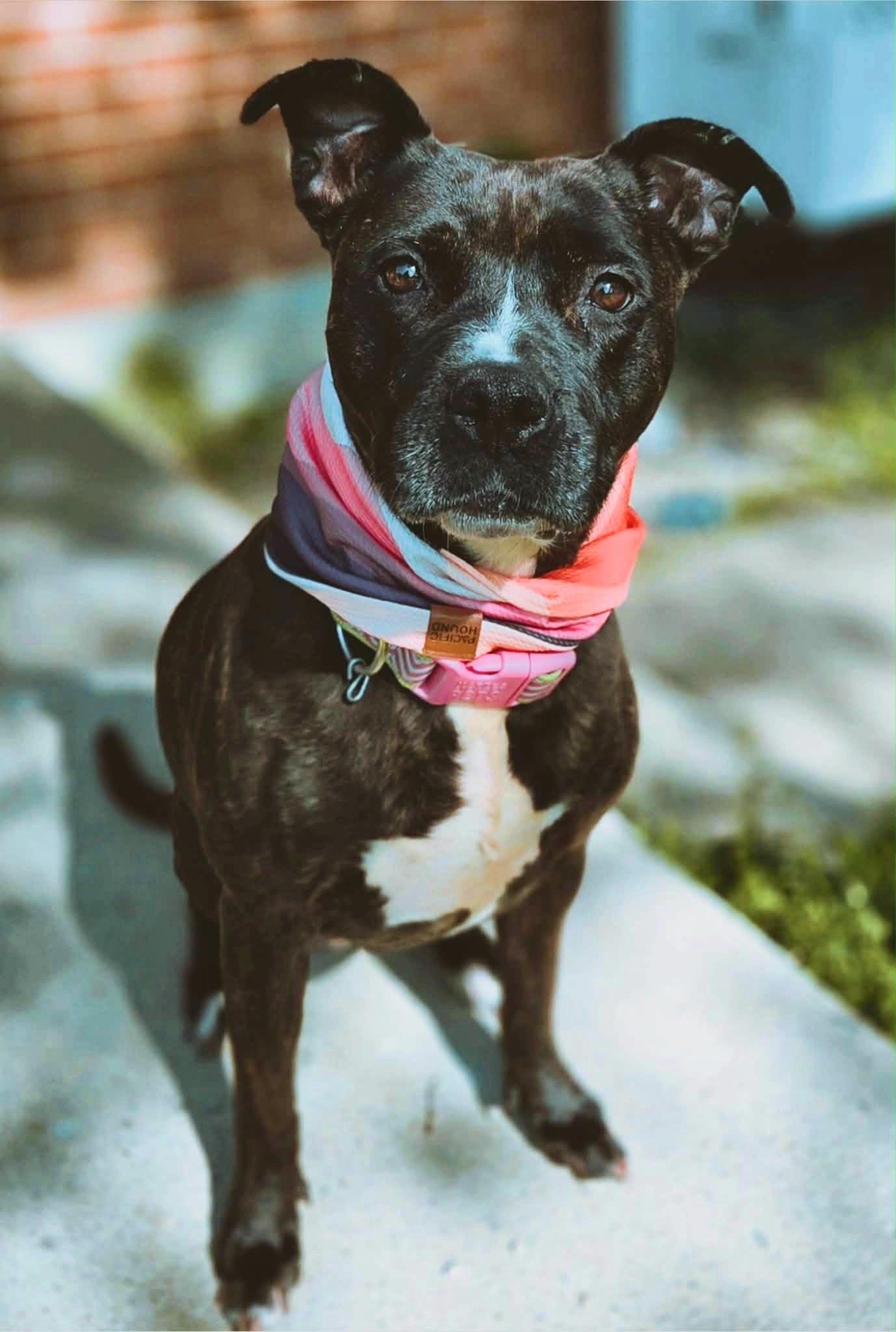 Enlarge Pippy, a Adoptable mixed breed in Athens, TX image 5/6