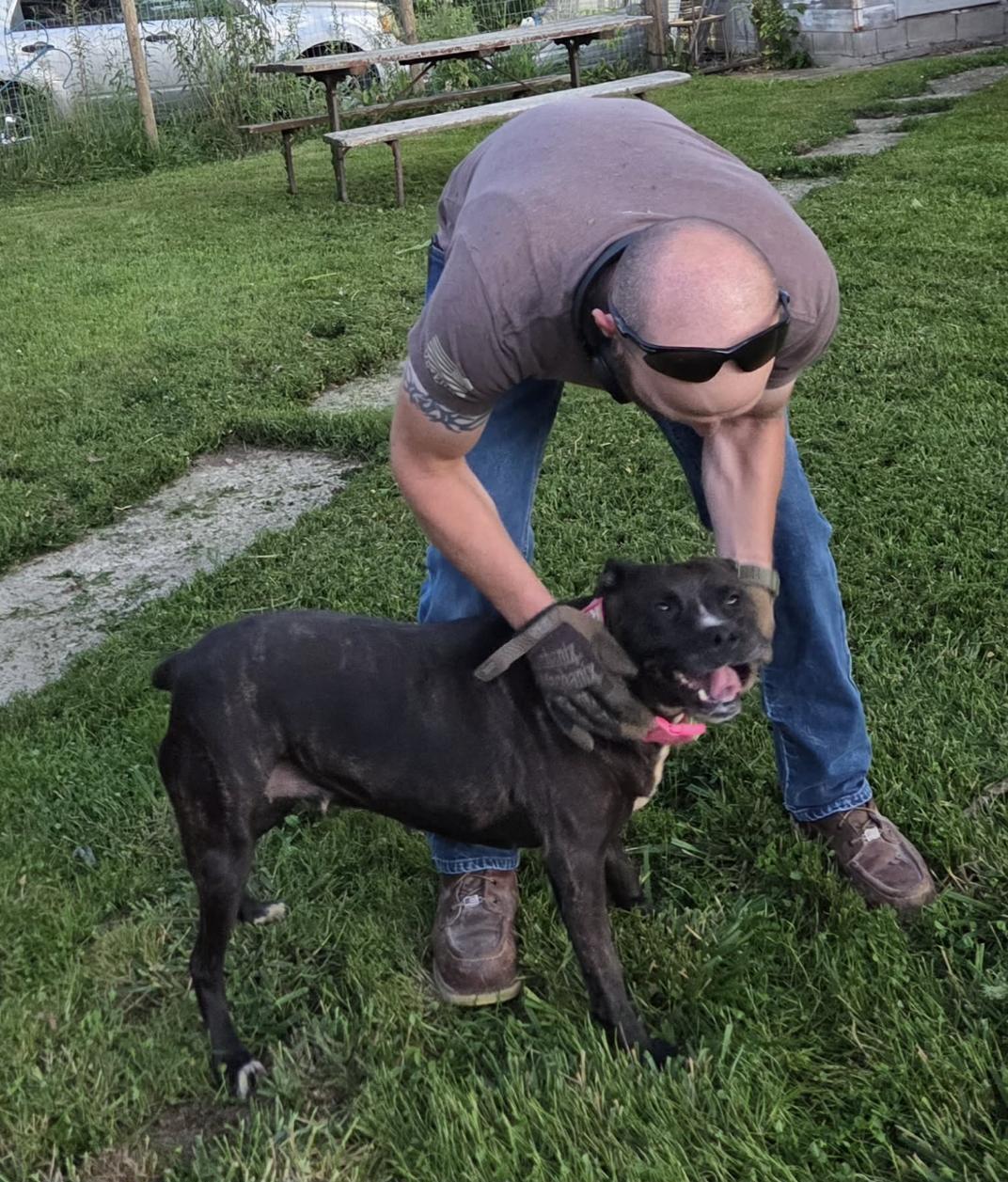 Enlarge Pippy, a Adoptable mixed breed in Athens, TX image 6/6