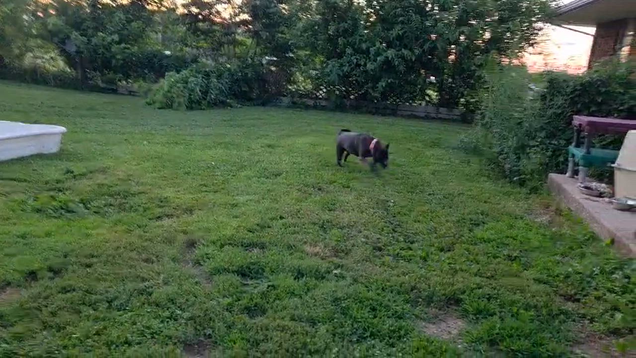 Enlarge Pippy, a Adoptable mixed breed in Athens, TX video 3/6