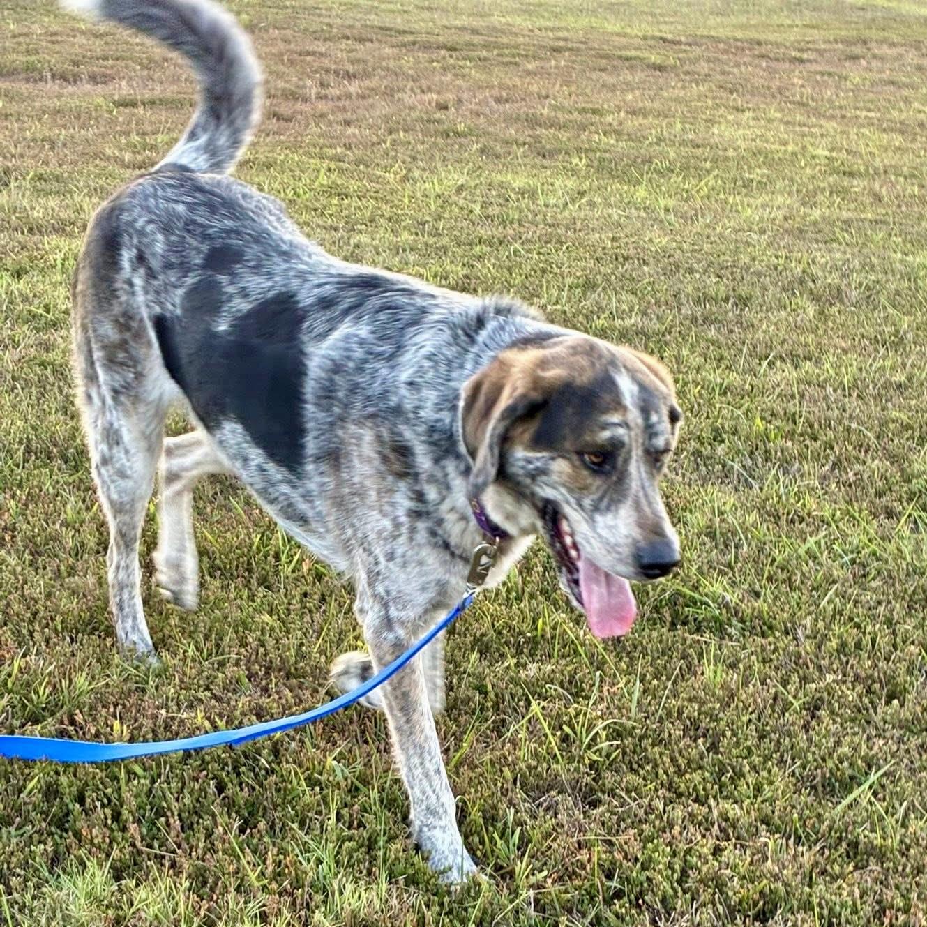 Milton (aka Buddy), an adoptable Mixed Breed in Gallatin, TN image 2/6
