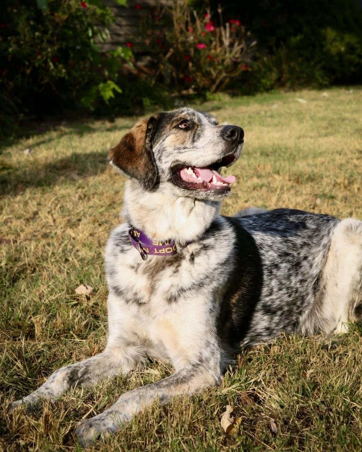 Milton (aka Buddy), an adoptable Mixed Breed in Gallatin, TN image 6/6