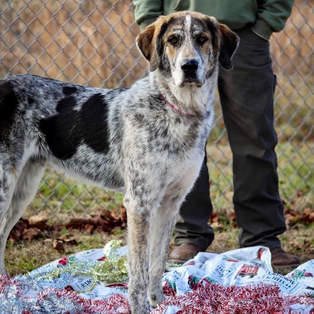 Enlarge Milton, a Adoptable mixed breed in Gallatin, TN image 1/1