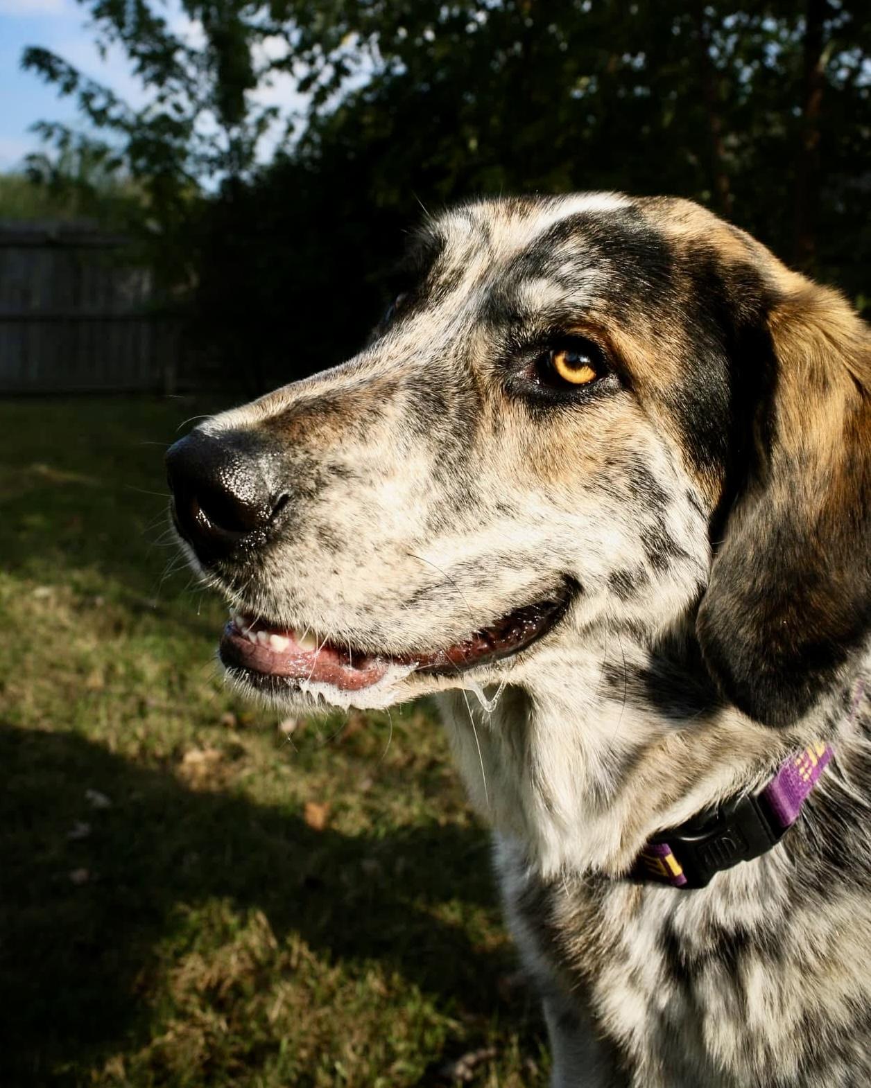 Milton (aka Buddy), an adoptable Mixed Breed in Gallatin, TN image 4/6