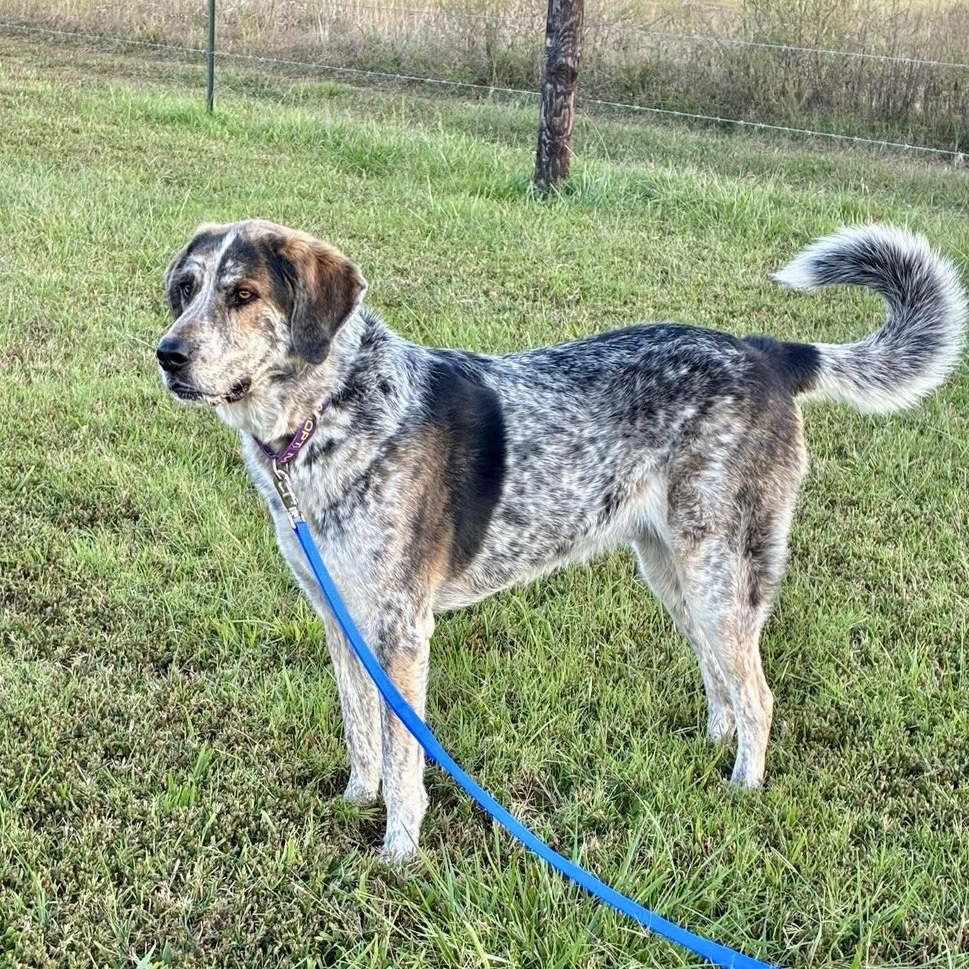 Milton (aka Buddy), adoptable, Adult Male Mixed Breed.