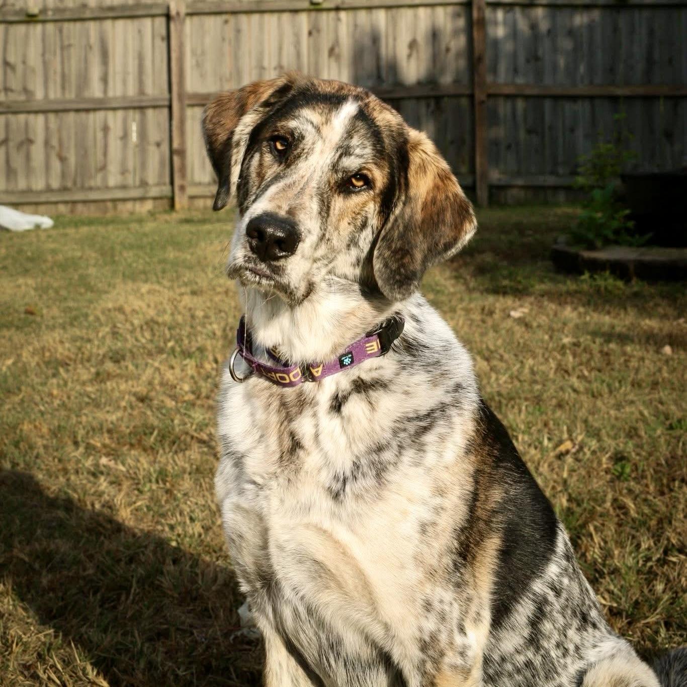 Milton (aka Buddy), an adoptable Mixed Breed in Gallatin, TN image 5/6