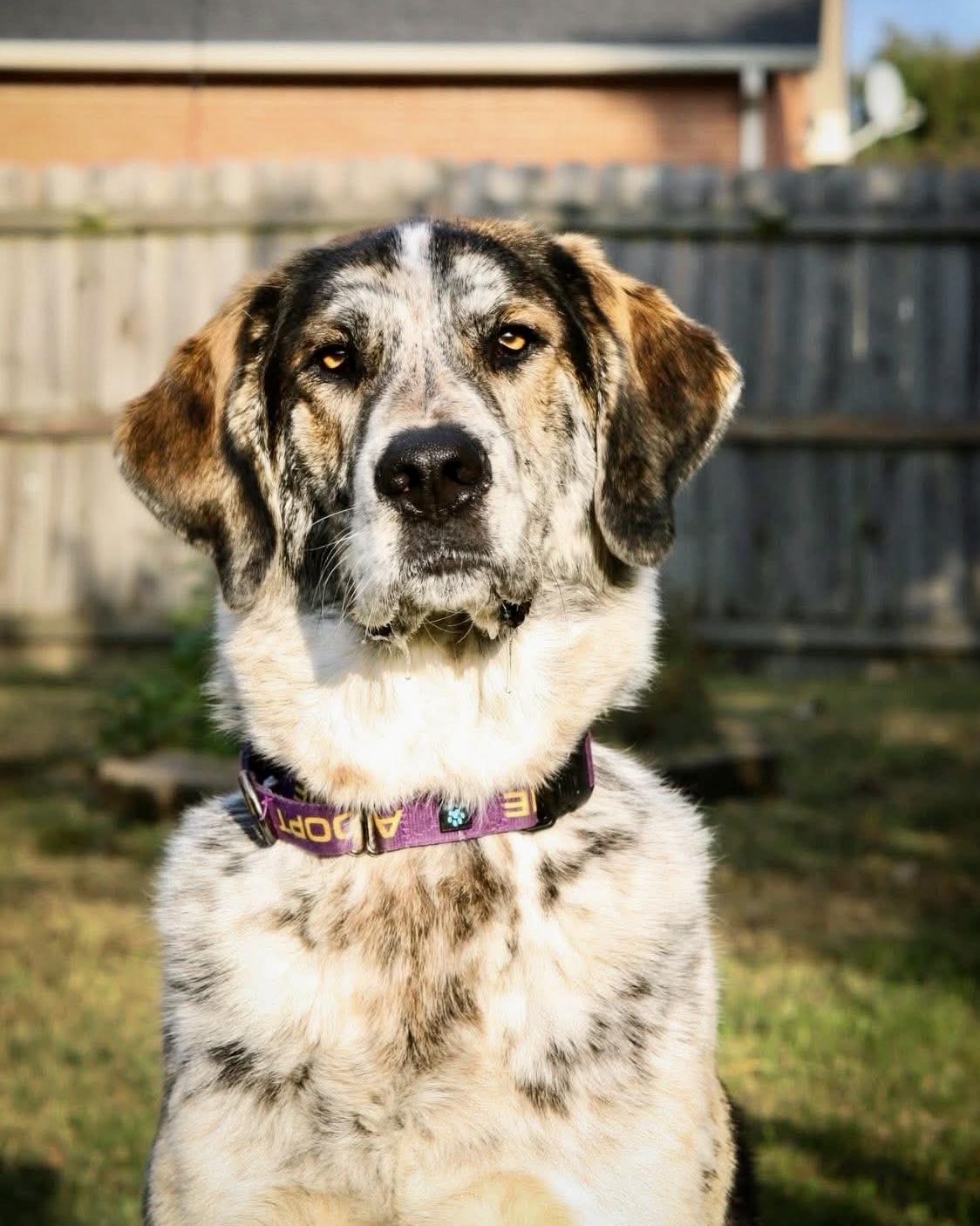 Milton (aka Buddy), an adoptable Mixed Breed in Gallatin, TN image 3/6