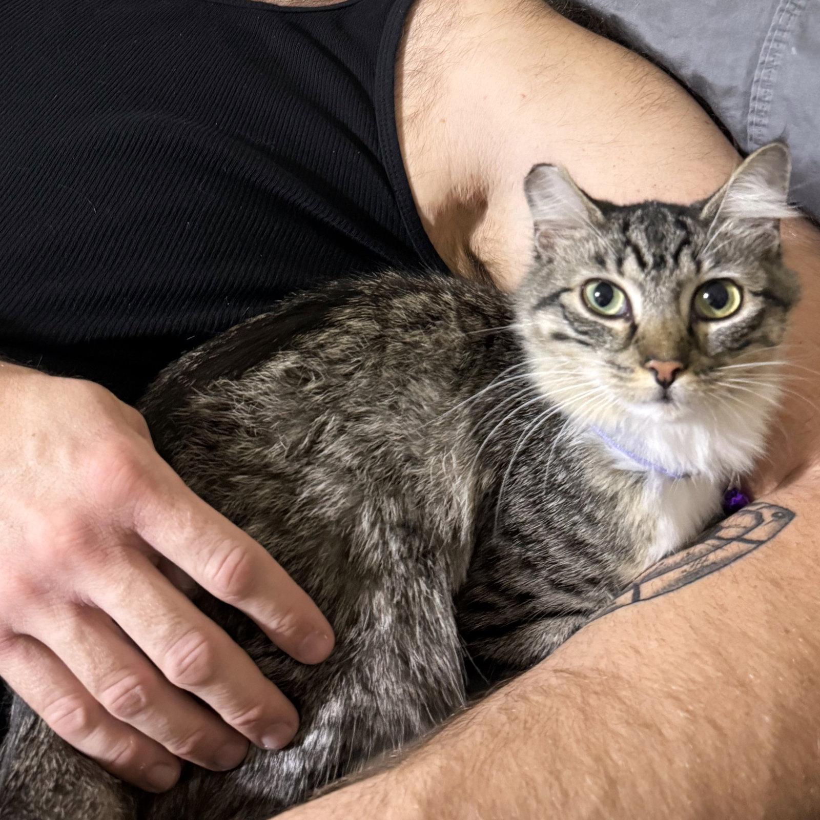 Enlarge Chloe, a Adoptable Domestic Medium Hair in St. Cloud, FL image 2/3