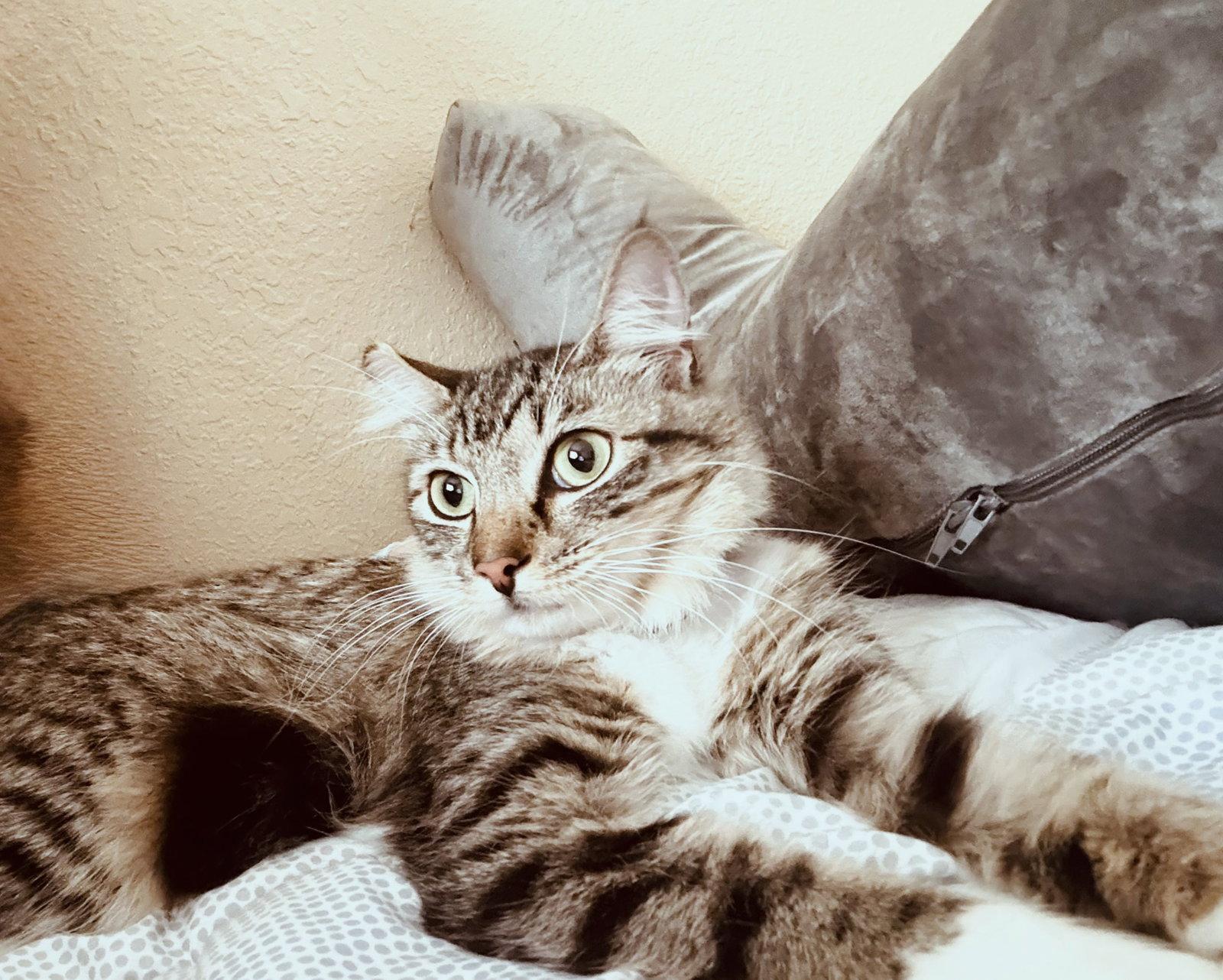 Enlarge Chloe, a Adoptable Domestic Medium Hair in St. Cloud, FL image 3/3