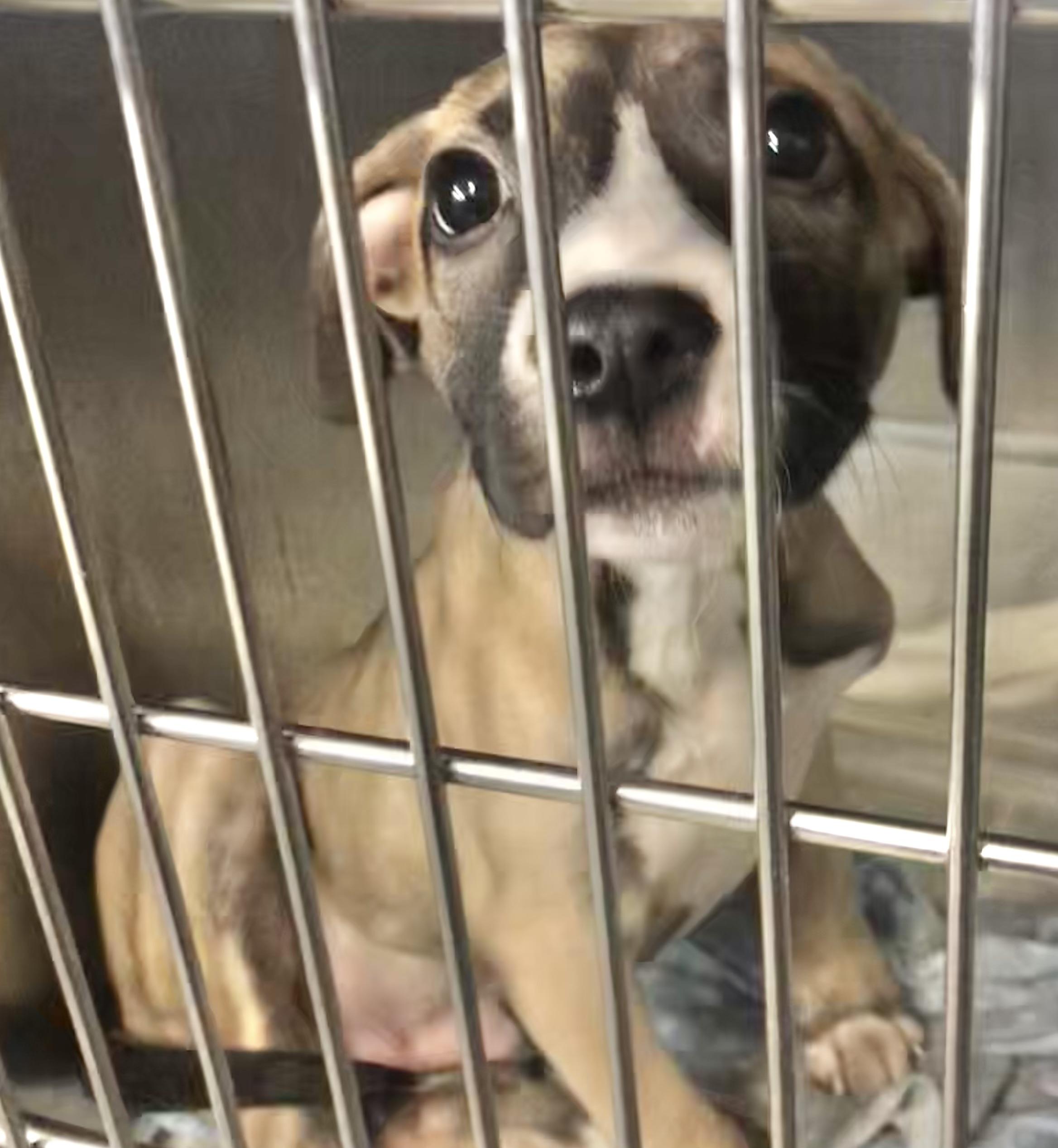 Enlarge Antonio, an adopted mixed breed in Parma, OH image 1/1