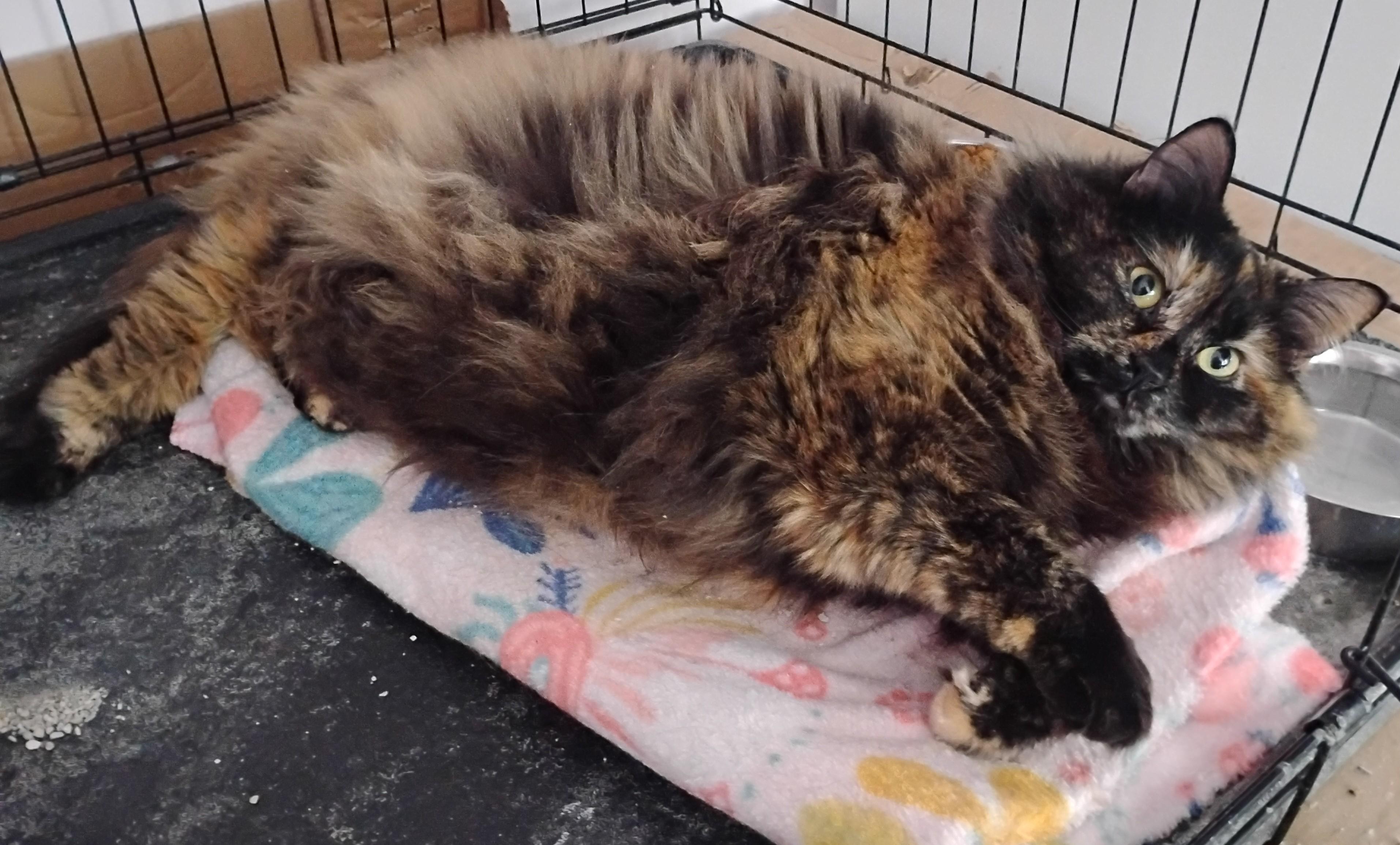 Peanut, a ADOPTABLE Domestic Long Hair in Springfield, MA image 2/3