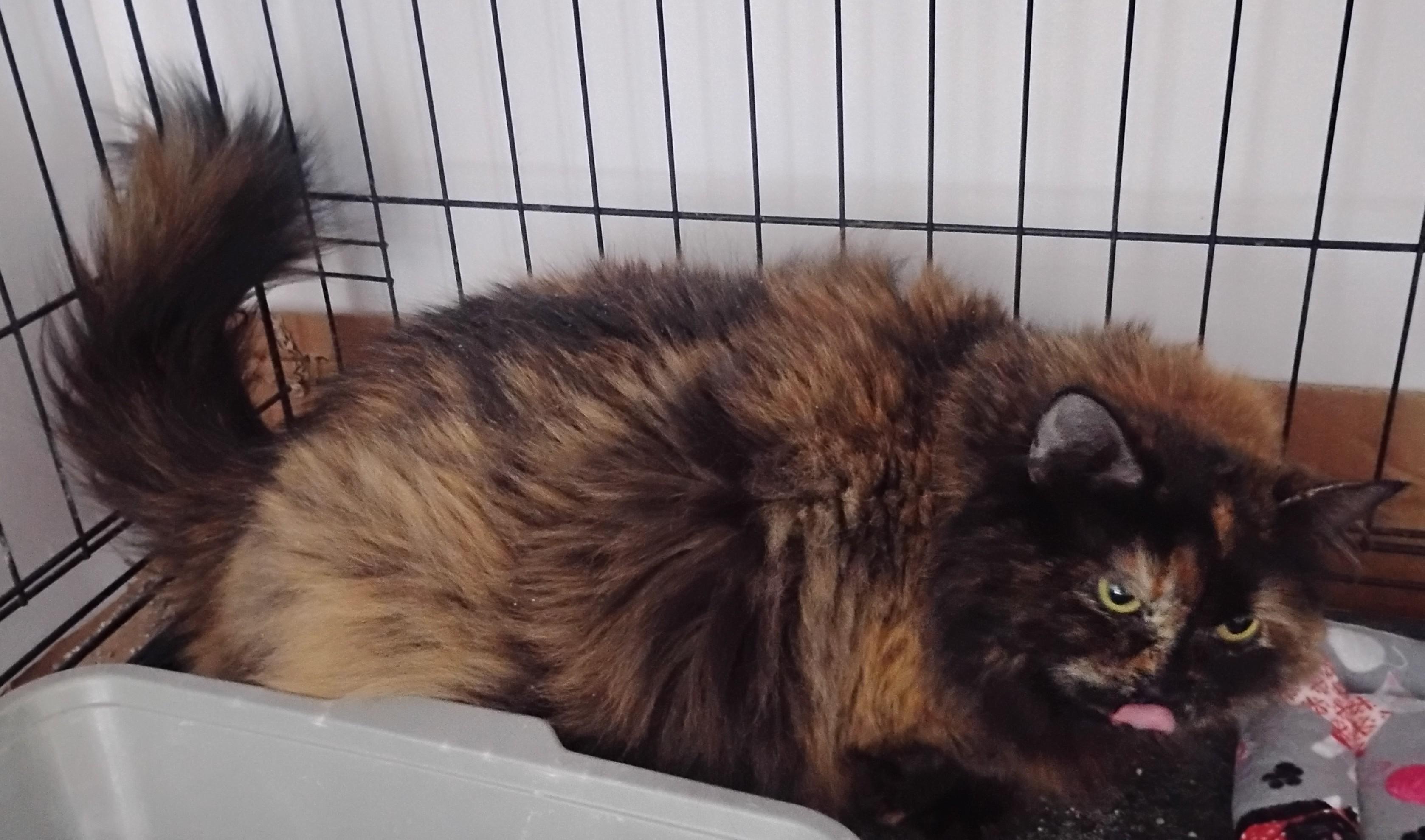 Peanut, a ADOPTABLE Domestic Long Hair in Springfield, MA image 3/3