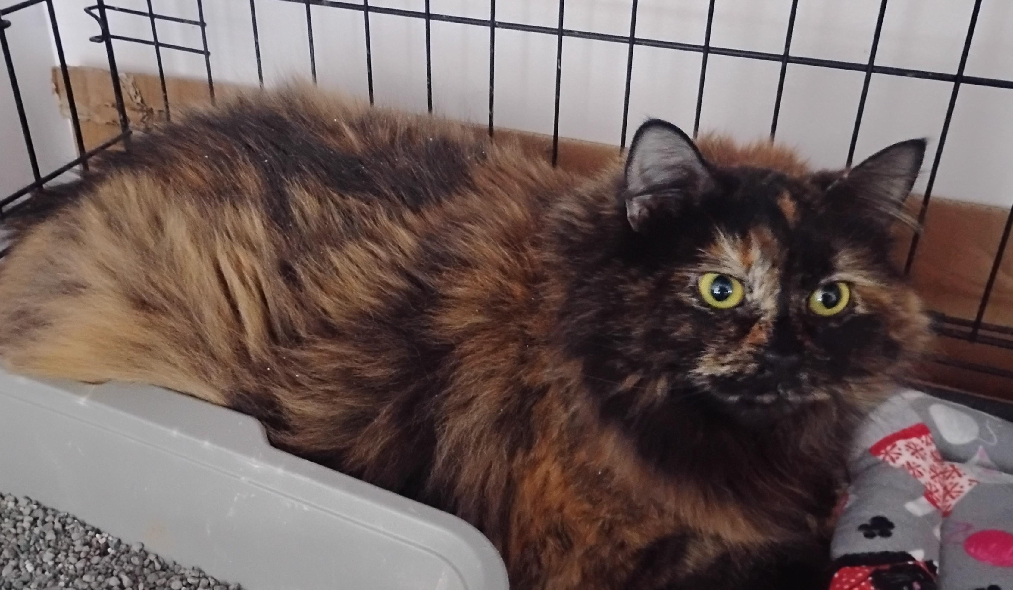 Peanut, a ADOPTABLE Domestic Long Hair in Springfield, MA image 1/3