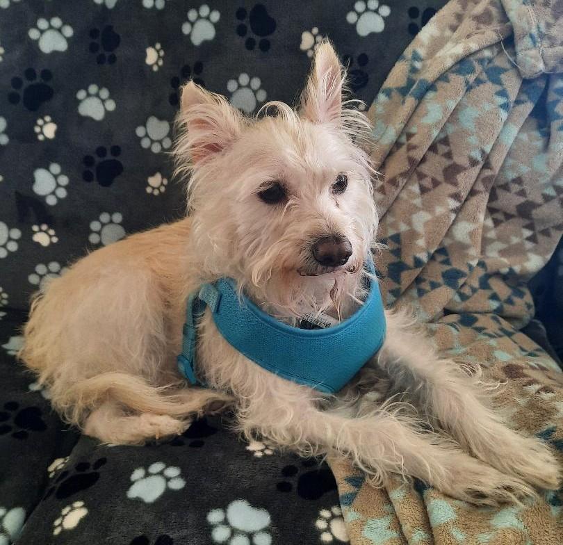 Rico, an adopted mixed breed in Mesquite, NV image 2/2