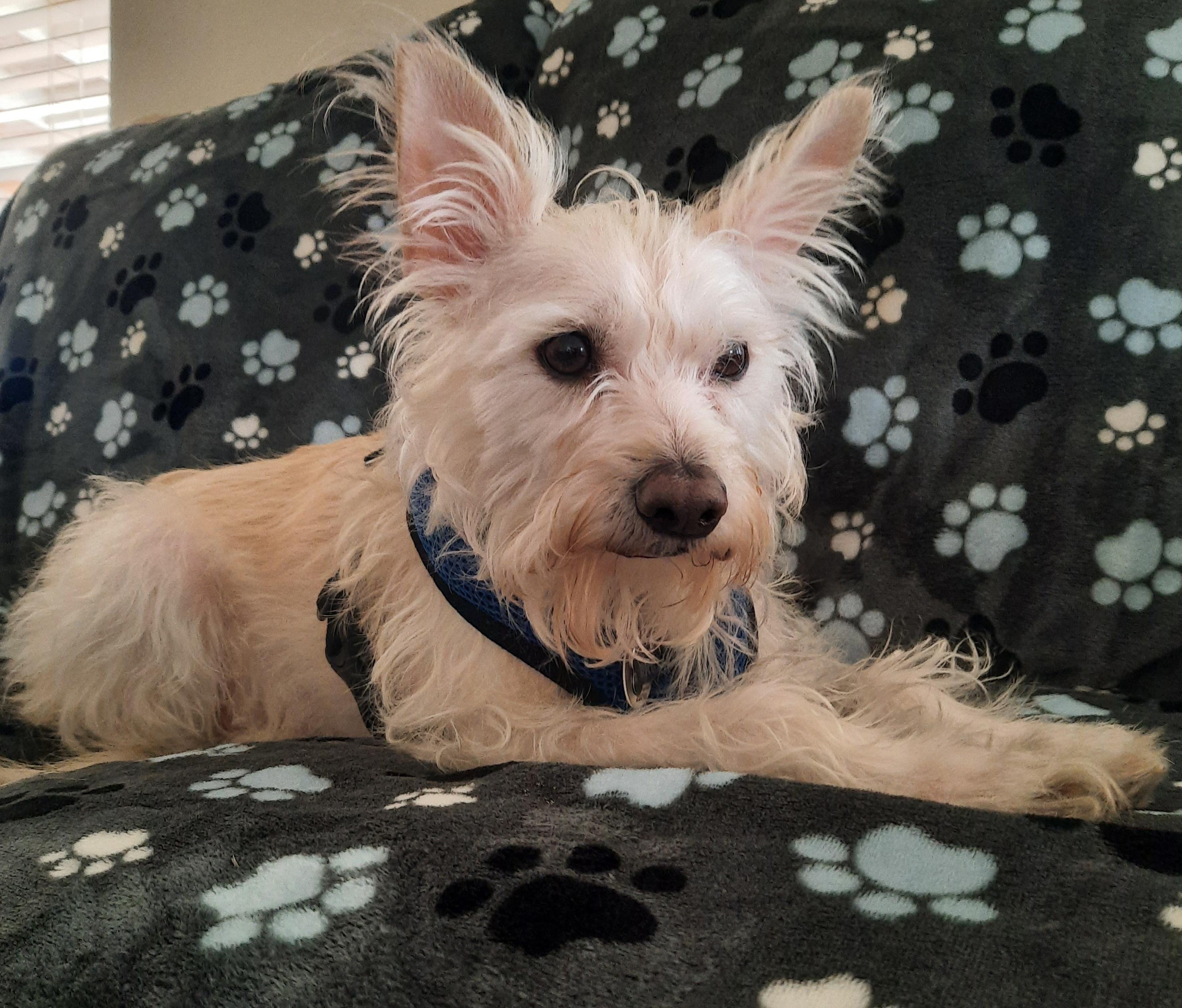 Rico, an adopted mixed breed in Mesquite, NV image 1/2