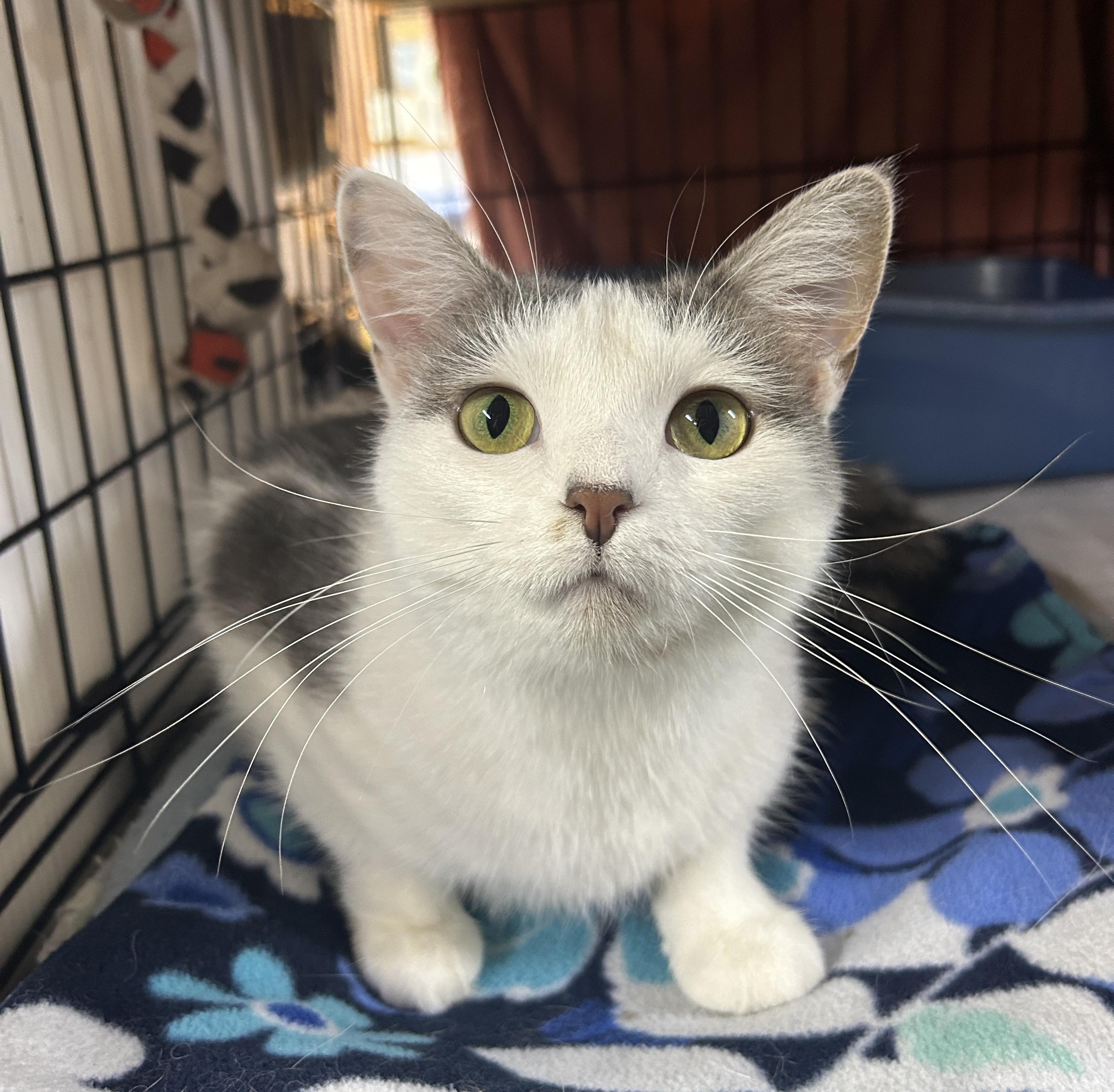 Enlarge Mila, a Adoptable Domestic Short Hair in Avon, OH image 4/5