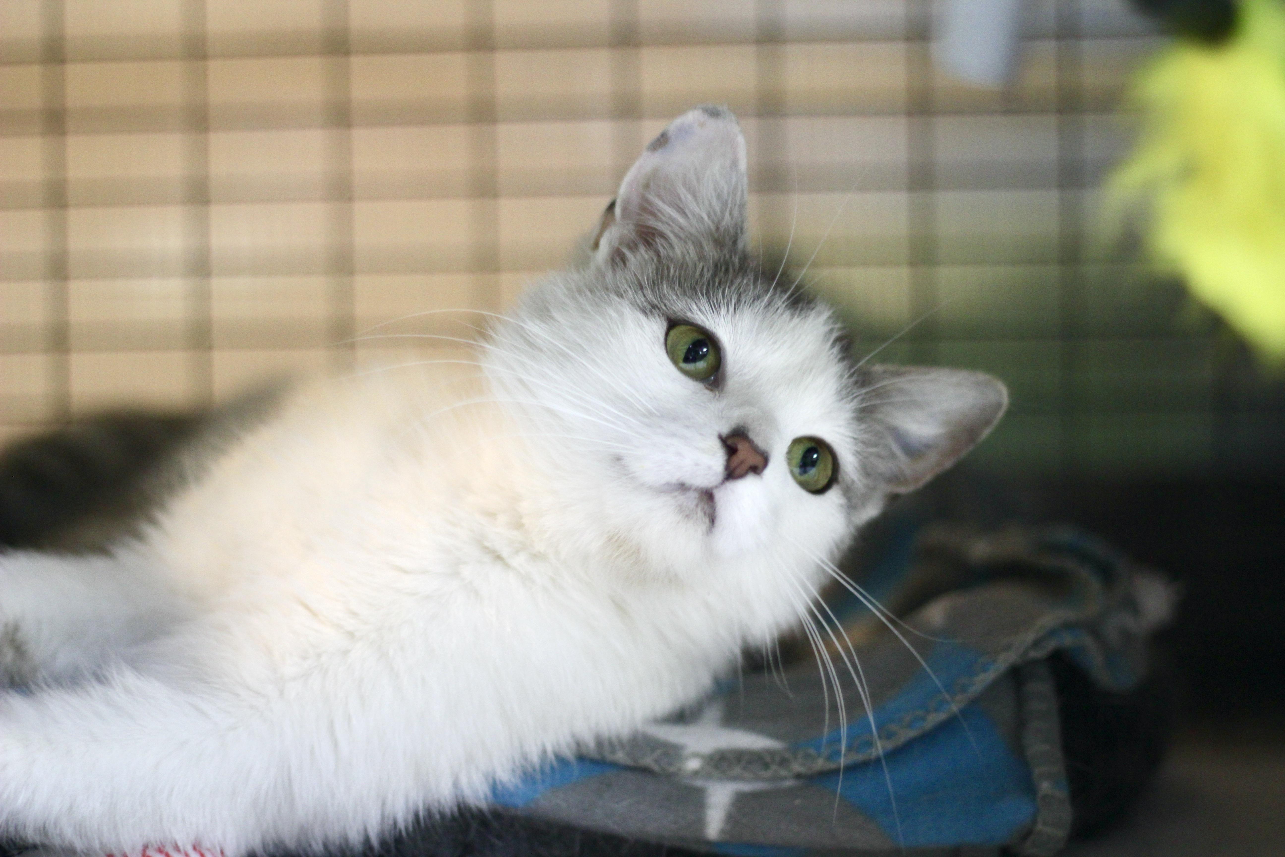 Enlarge Mila, a Adoptable Domestic Short Hair in Avon, OH image 5/5