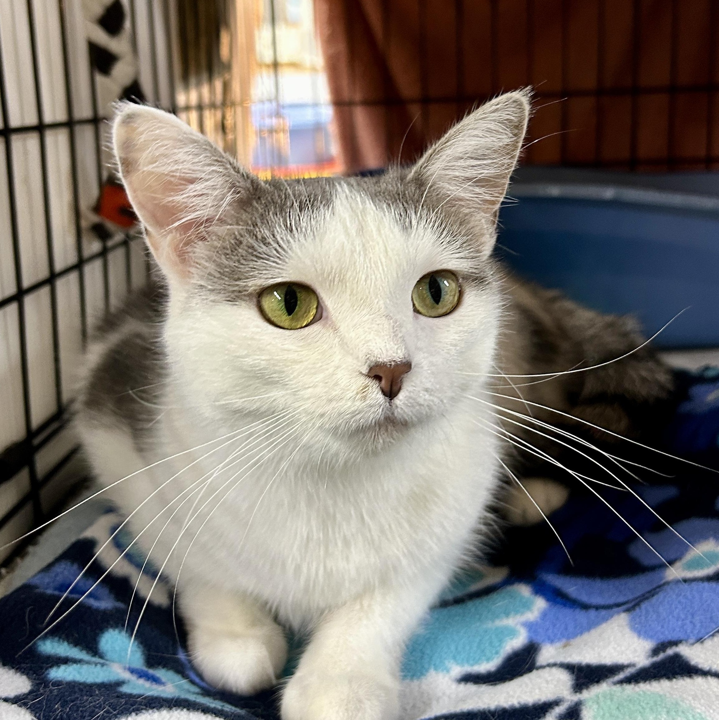 Mila, Adoptable, Young Female Domestic Short Hair.