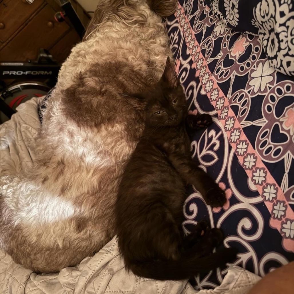 Enlarge Cohaagen, a Adoptable Domestic Short Hair in Rocky Mount, VA image 1/6