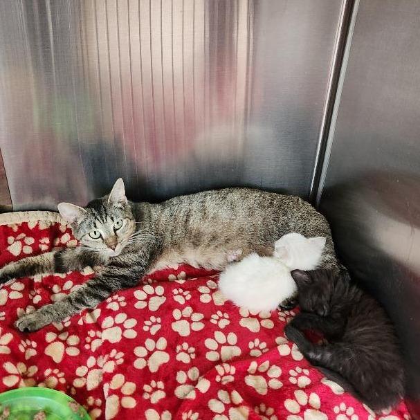 Enlarge Cohaagen, a Adoptable Domestic Short Hair in Rocky Mount, VA image 2/6