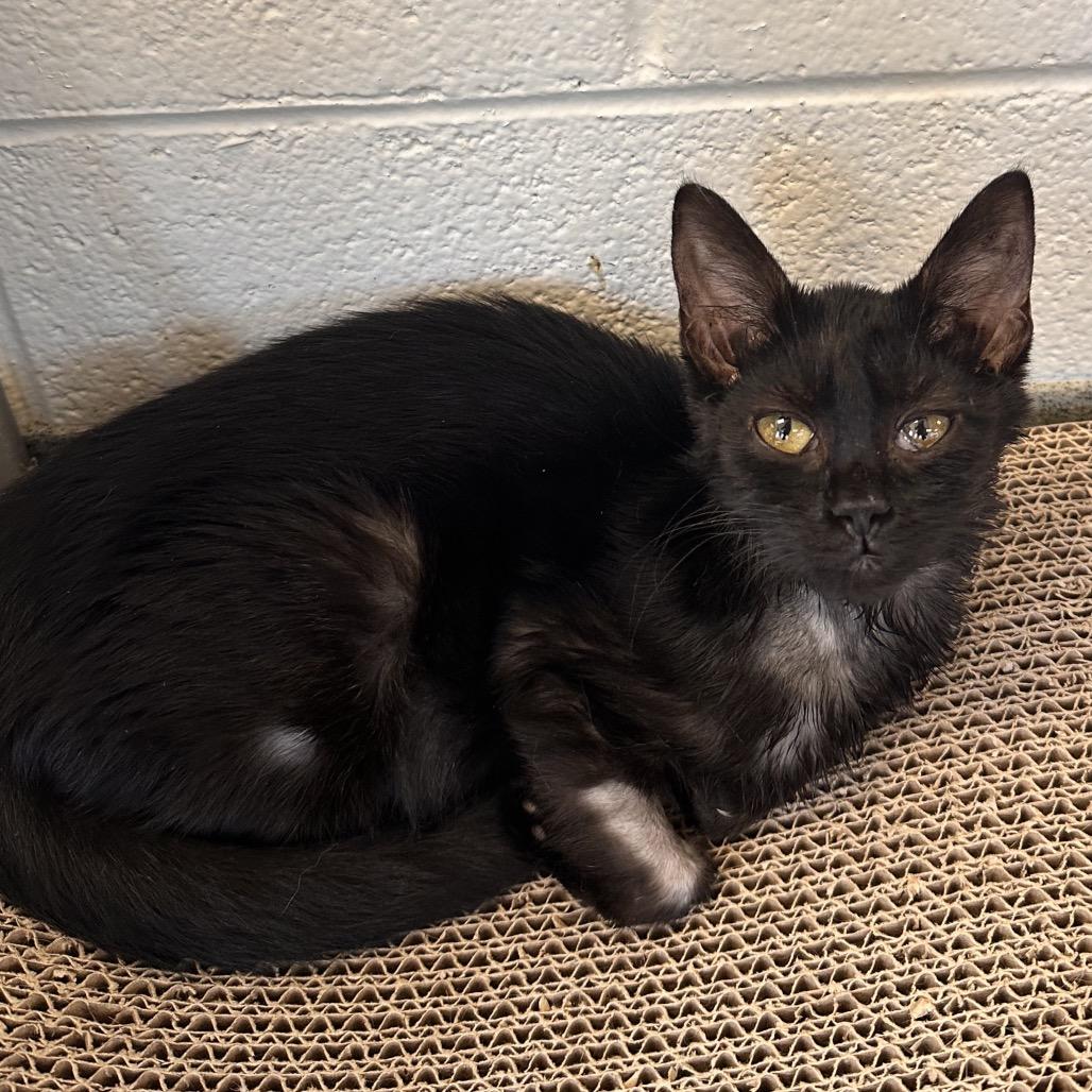 Enlarge Cohaagen, a Adoptable Domestic Short Hair in Rocky Mount, VA image 3/6