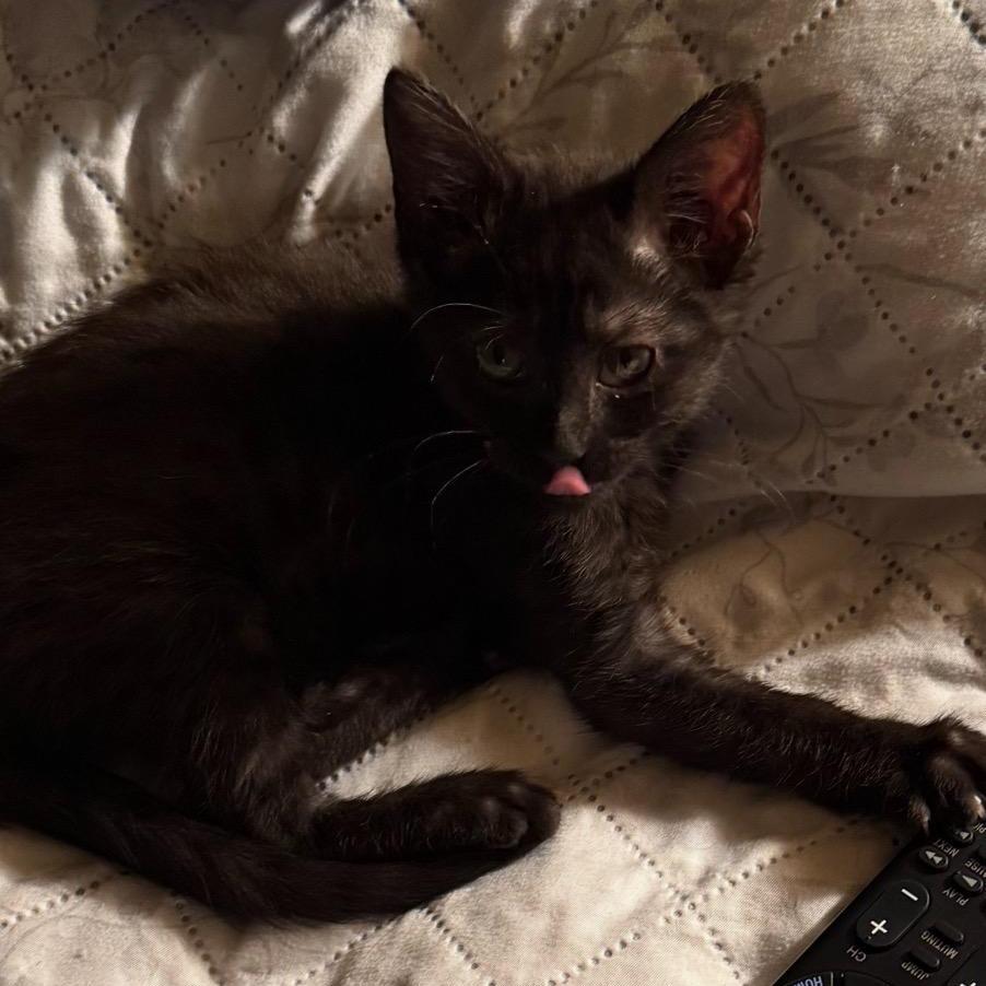 Enlarge Cohaagen, a Adoptable Domestic Short Hair in Rocky Mount, VA image 5/6