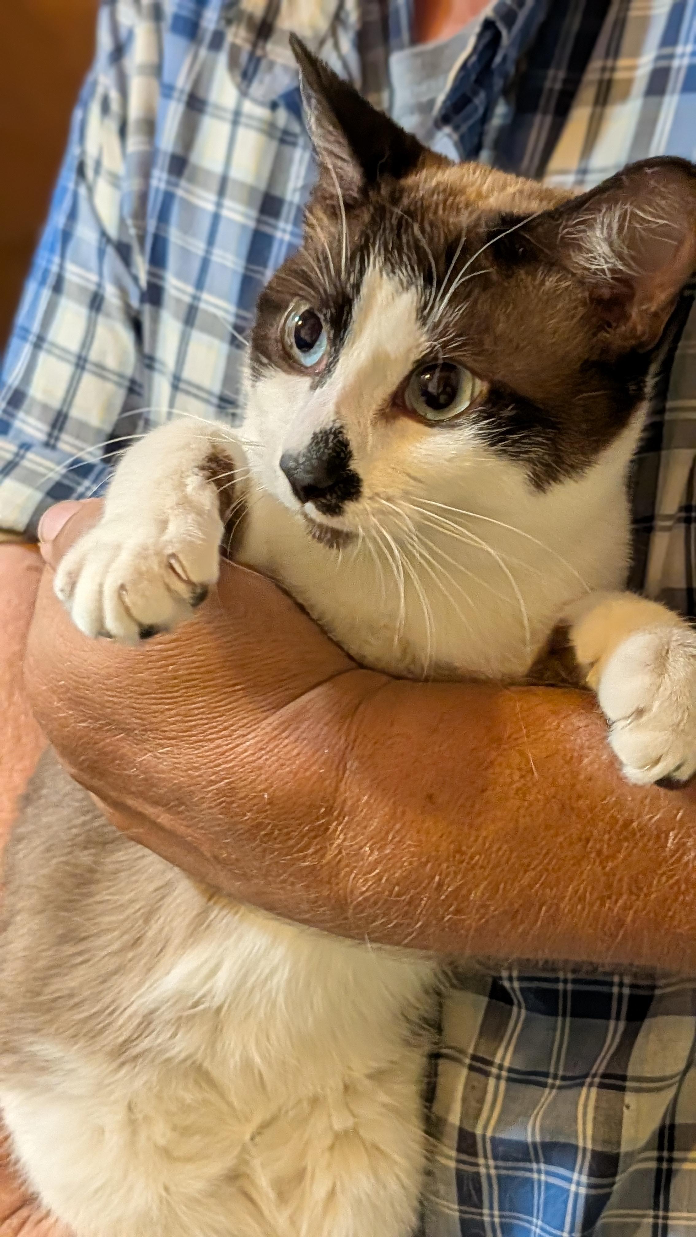 NYX, a ADOPTABLE mixed breed in Pena Blanca, NM image 3/3