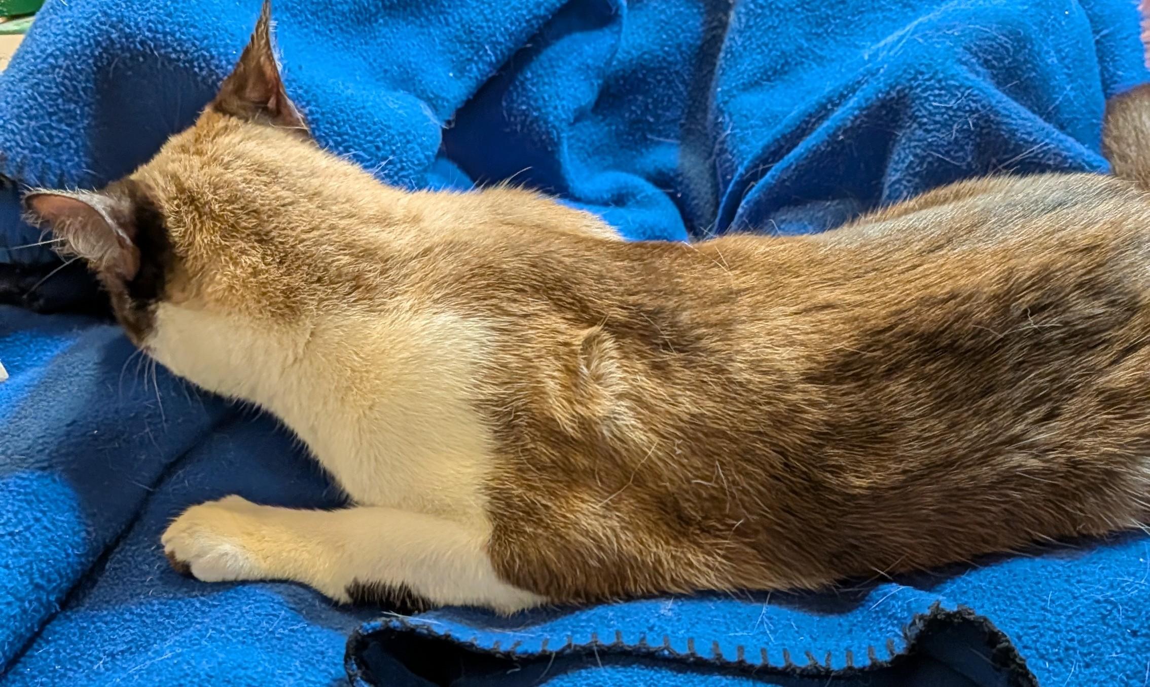 NYX, a ADOPTABLE mixed breed in Pena Blanca, NM image 2/3