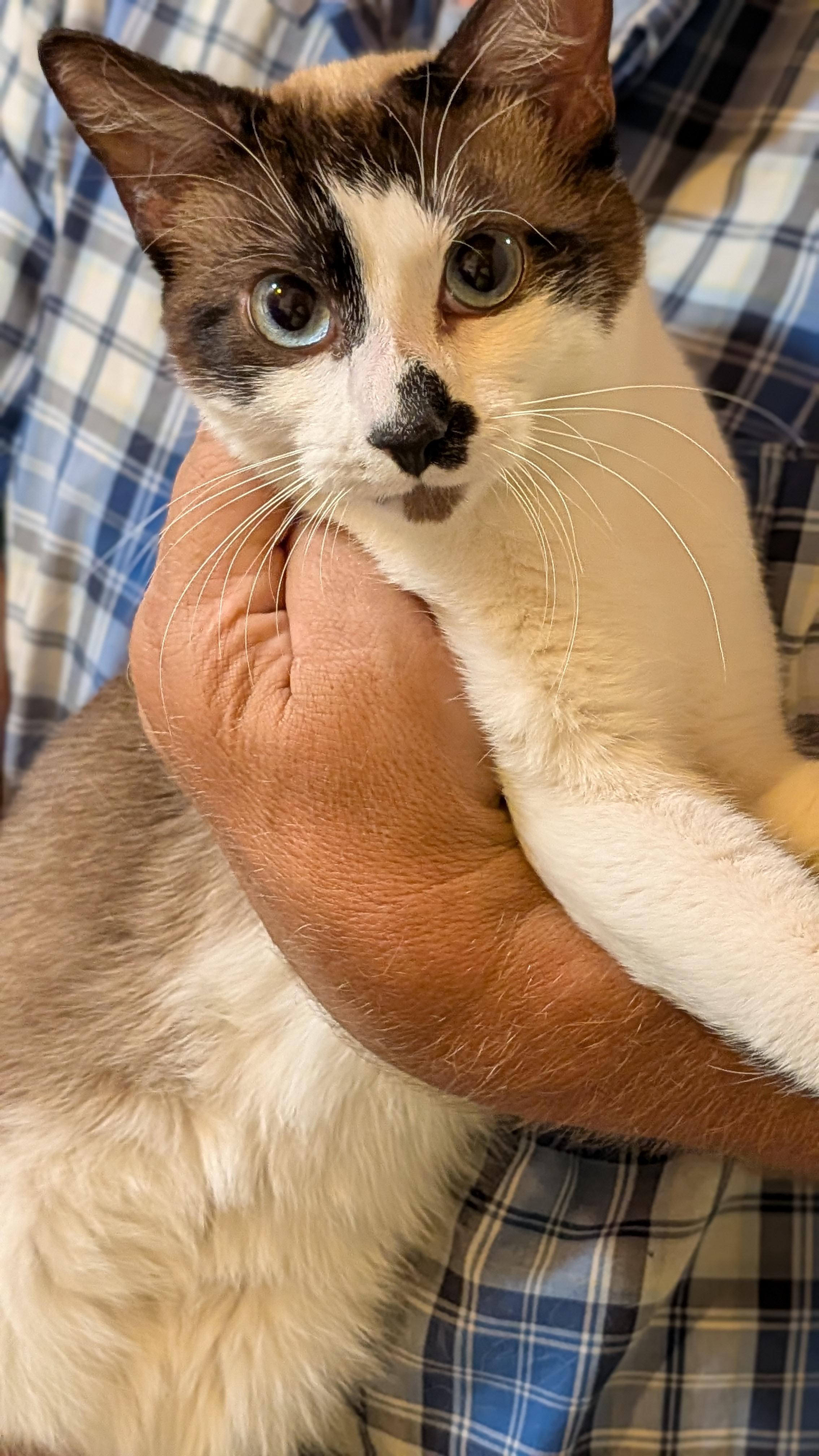 NYX, a ADOPTABLE mixed breed in Pena Blanca, NM image 1/3