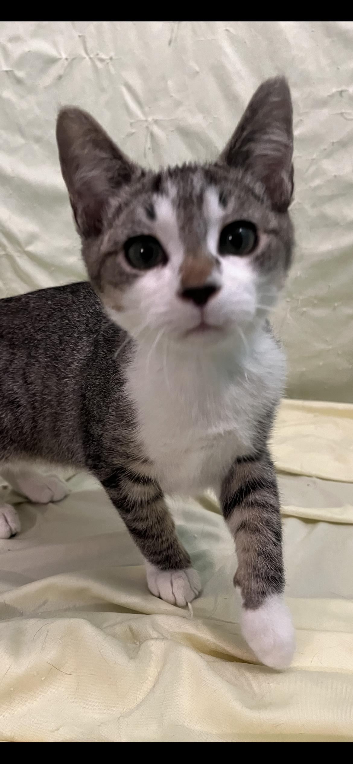 Enlarge Hazel, a Adoptable Domestic Short Hair in Connelly Springs, NC image 5/5