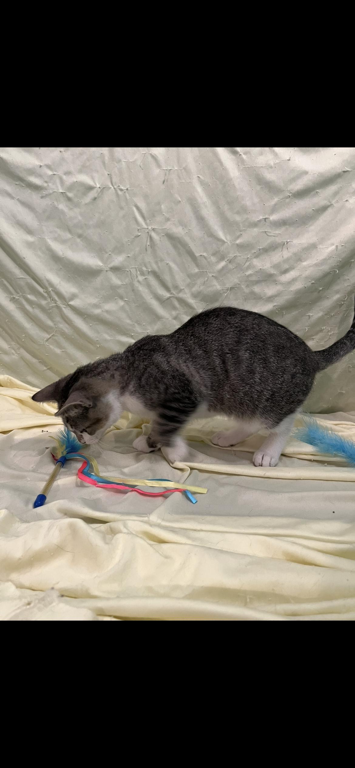 Enlarge Hazel, a Adoptable Domestic Short Hair in Connelly Springs, NC image 4/5