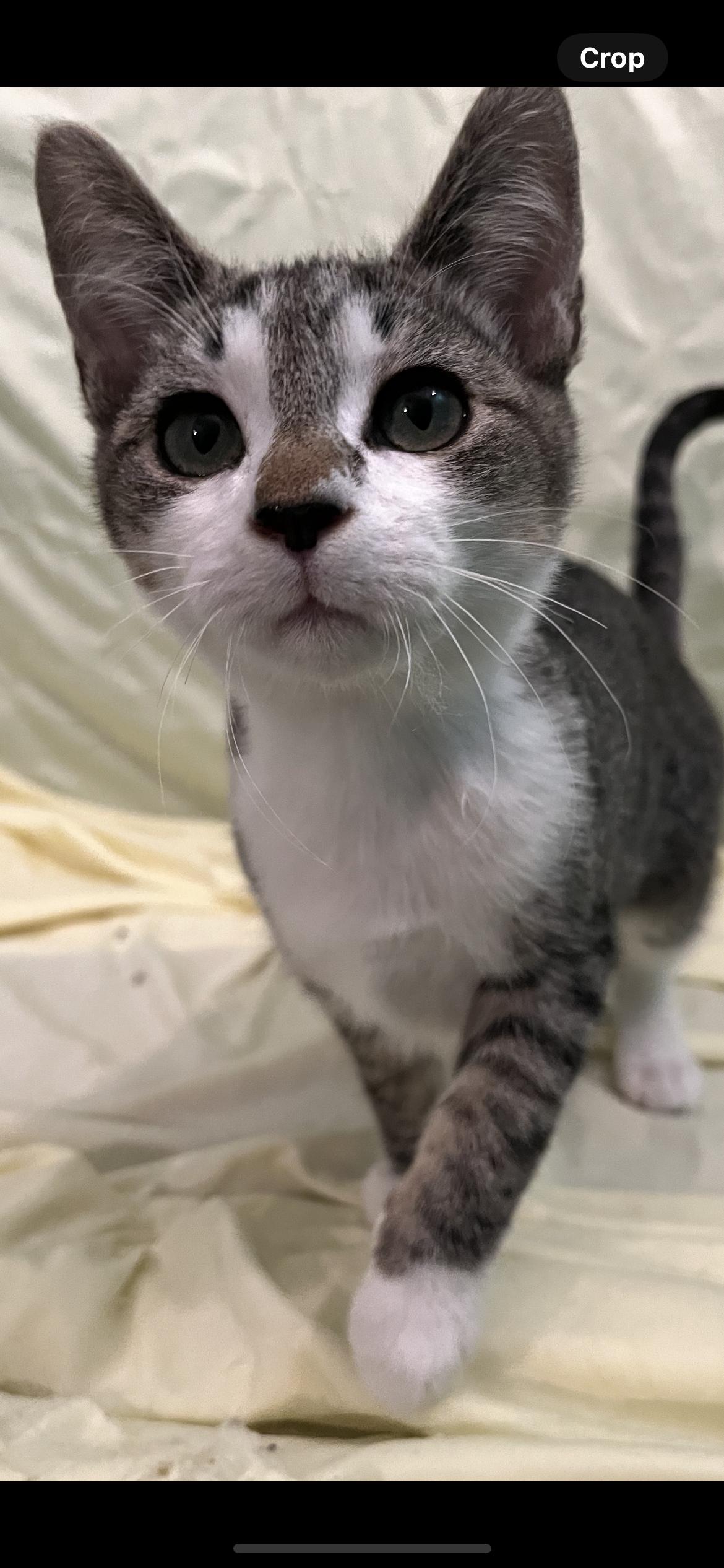 Enlarge Hazel, a Adoptable Domestic Short Hair in Connelly Springs, NC image 1/5